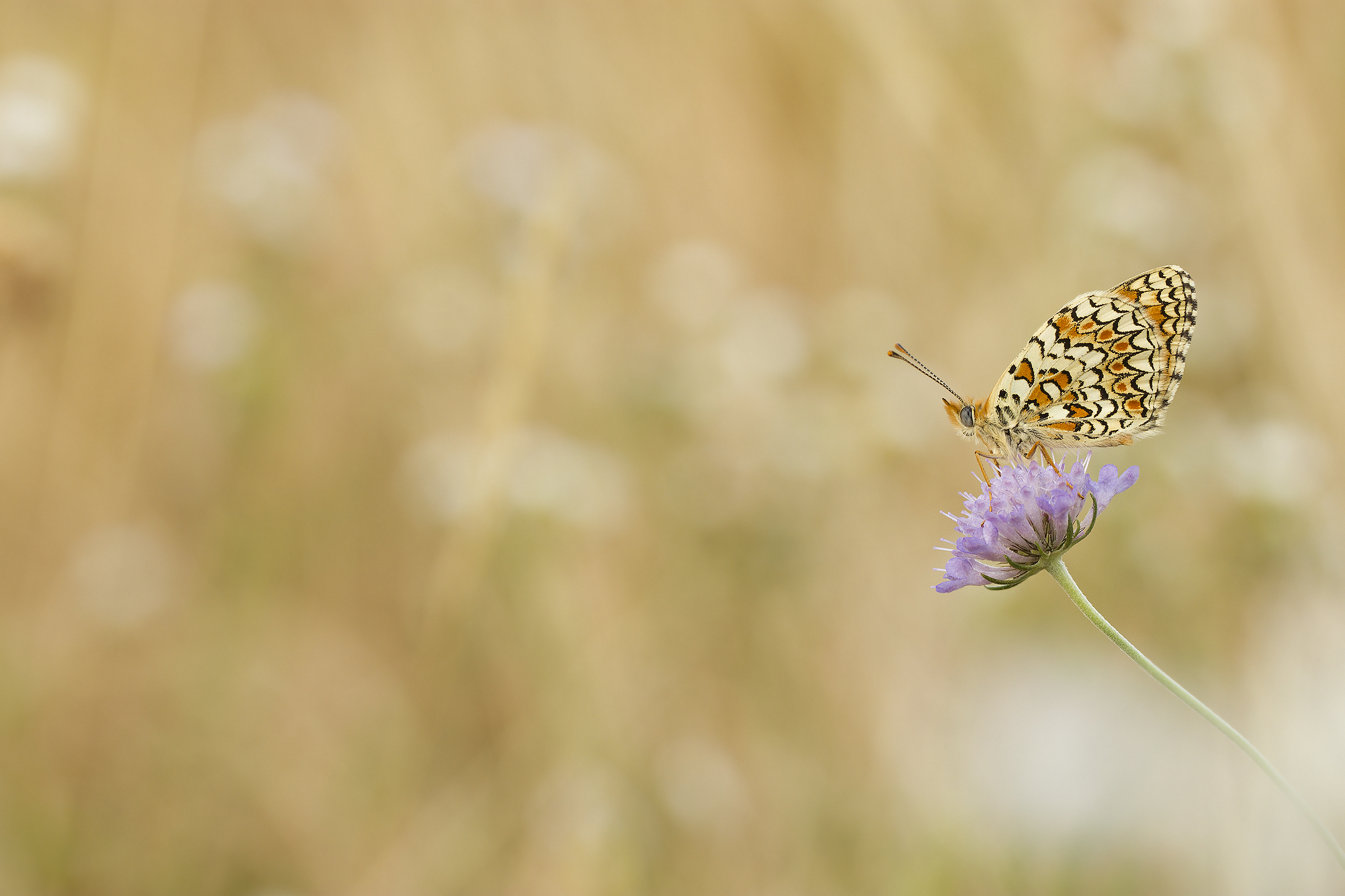 L'harem delle nuvole...