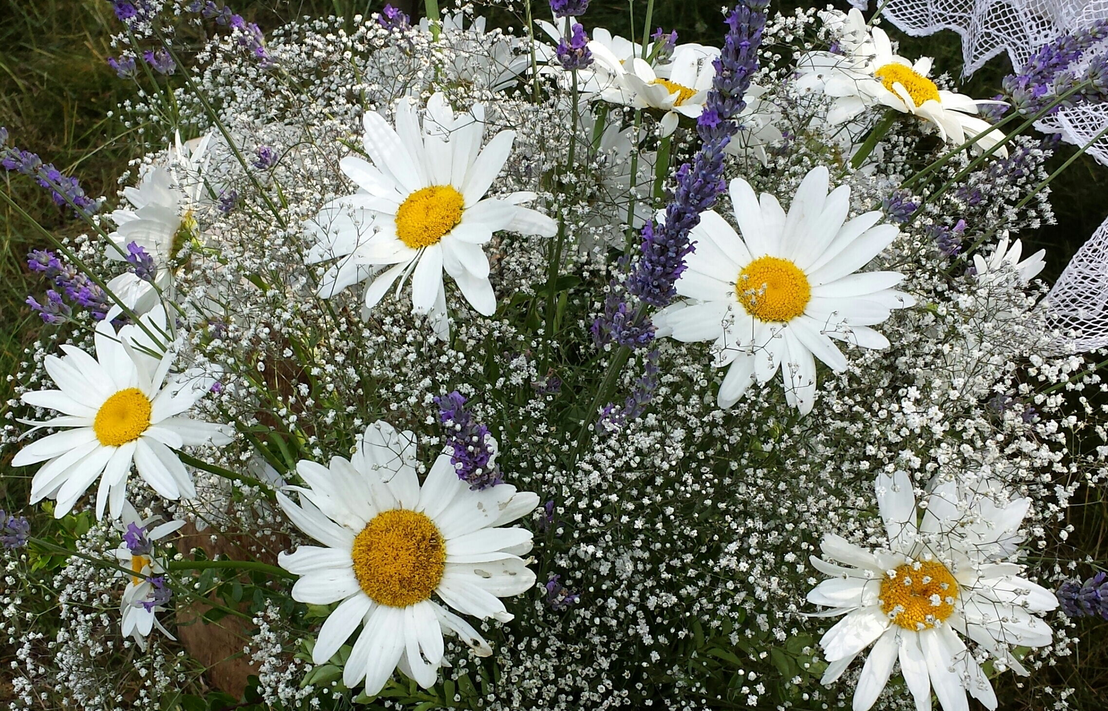 The daisies