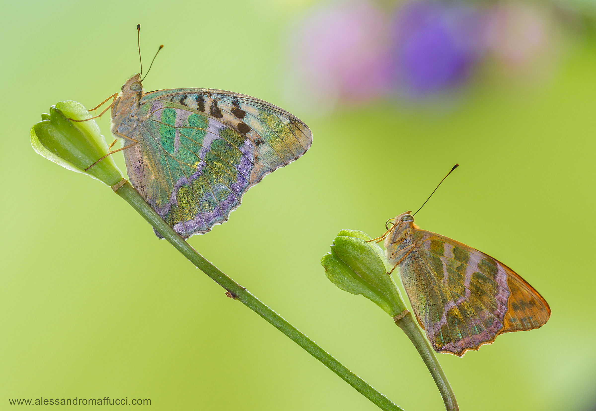 La coppia... corretta