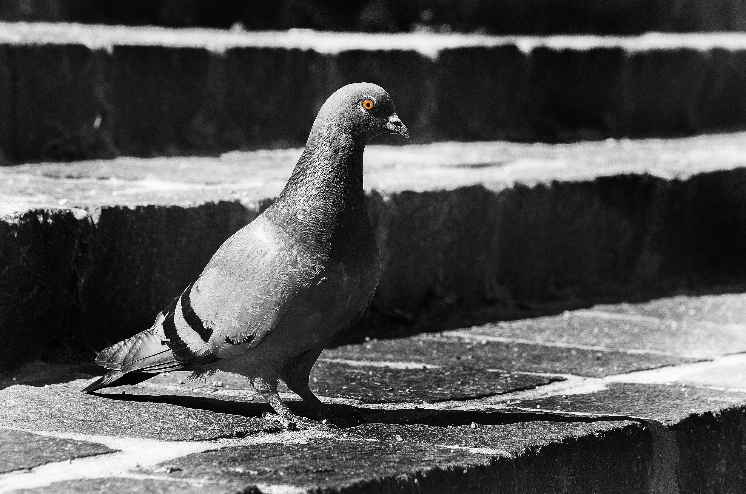 Simply pigeon