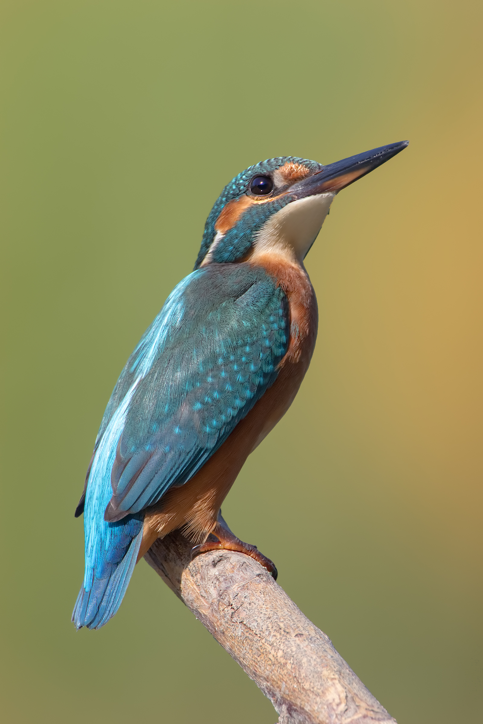 Martin ...... posing