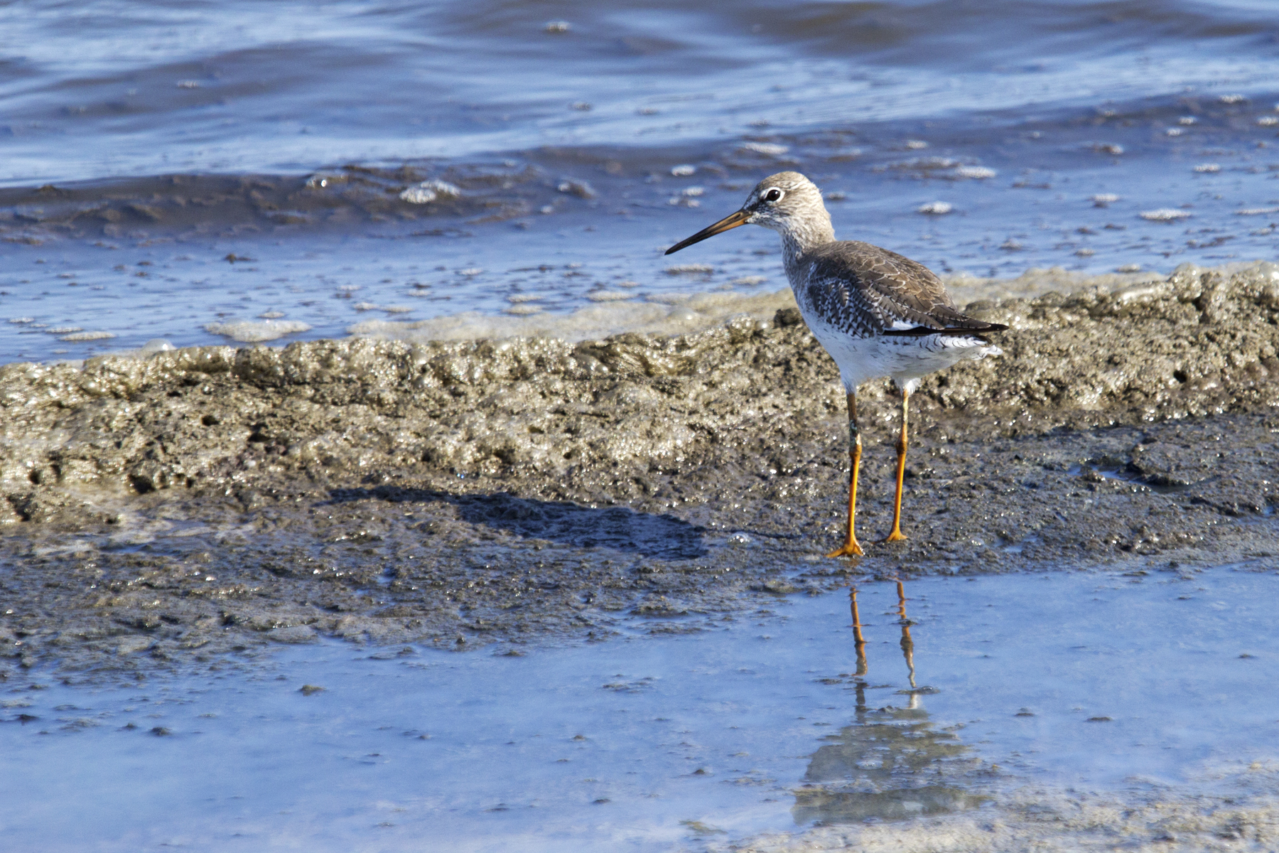 identificazione dubbia