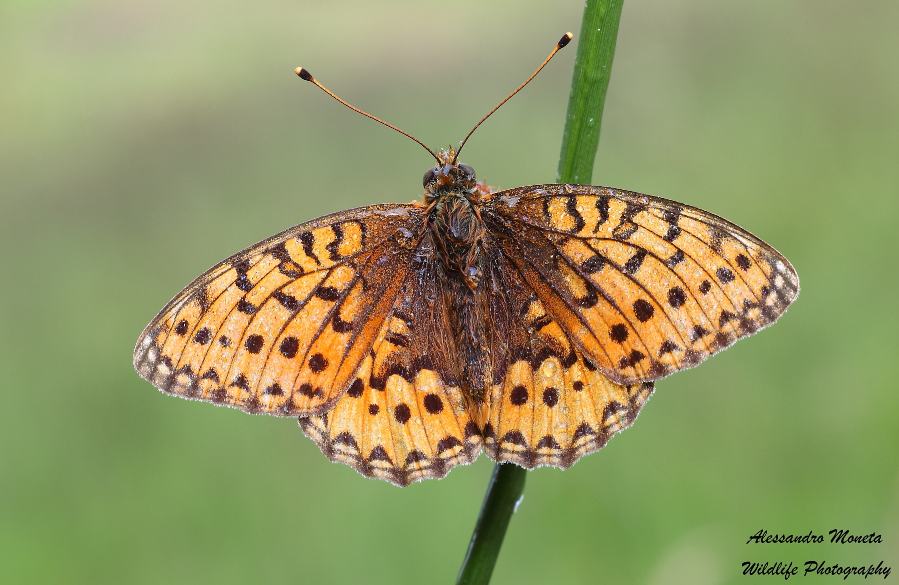 Argynnis Aglaja with open wings