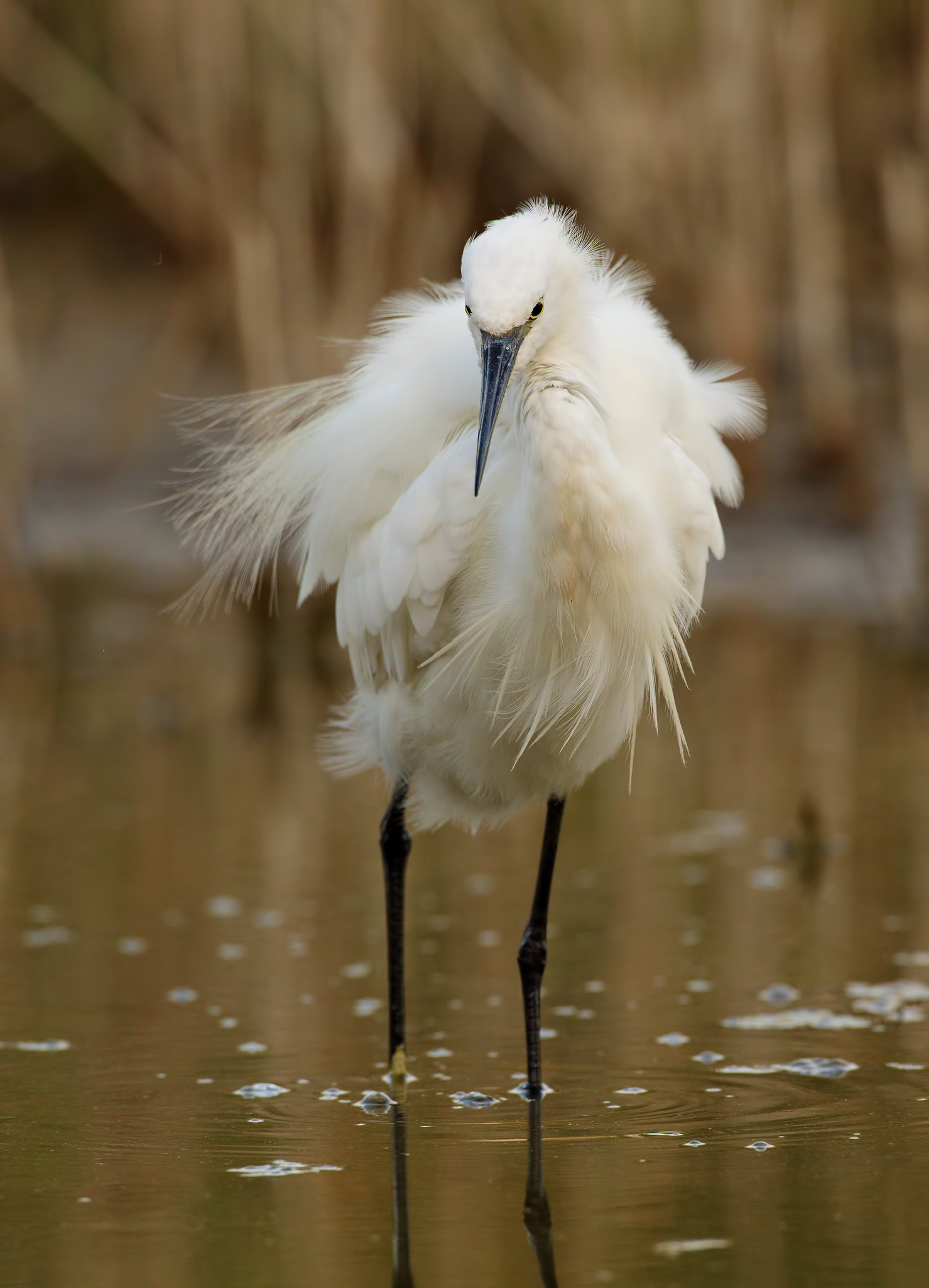 Il pistolero ( garzetta )