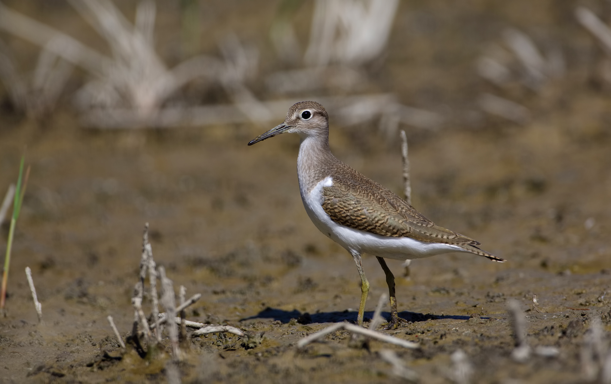 Piro piro piccolo...ma fiero