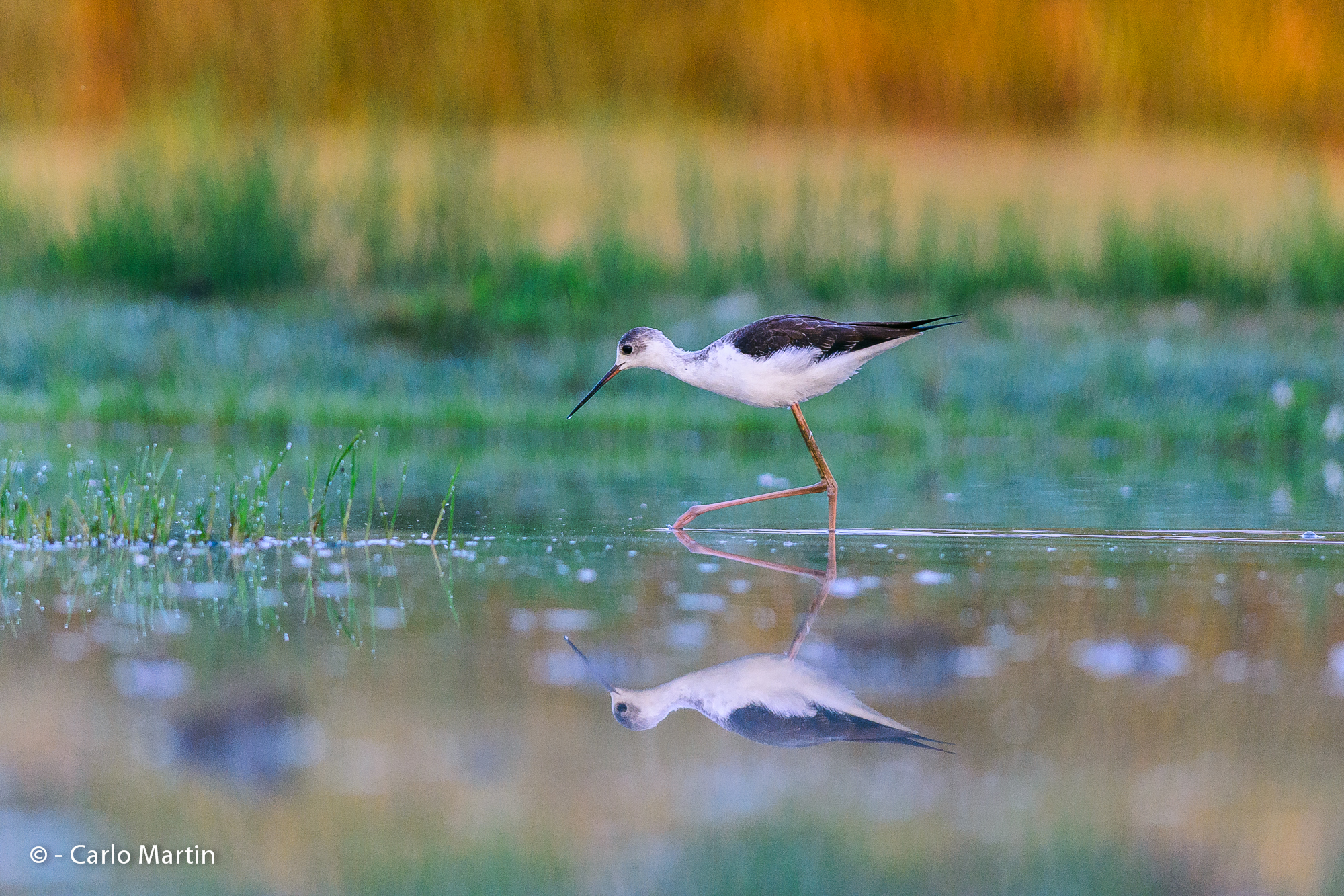 Cavaliere riflesso (Crop 1,3x)