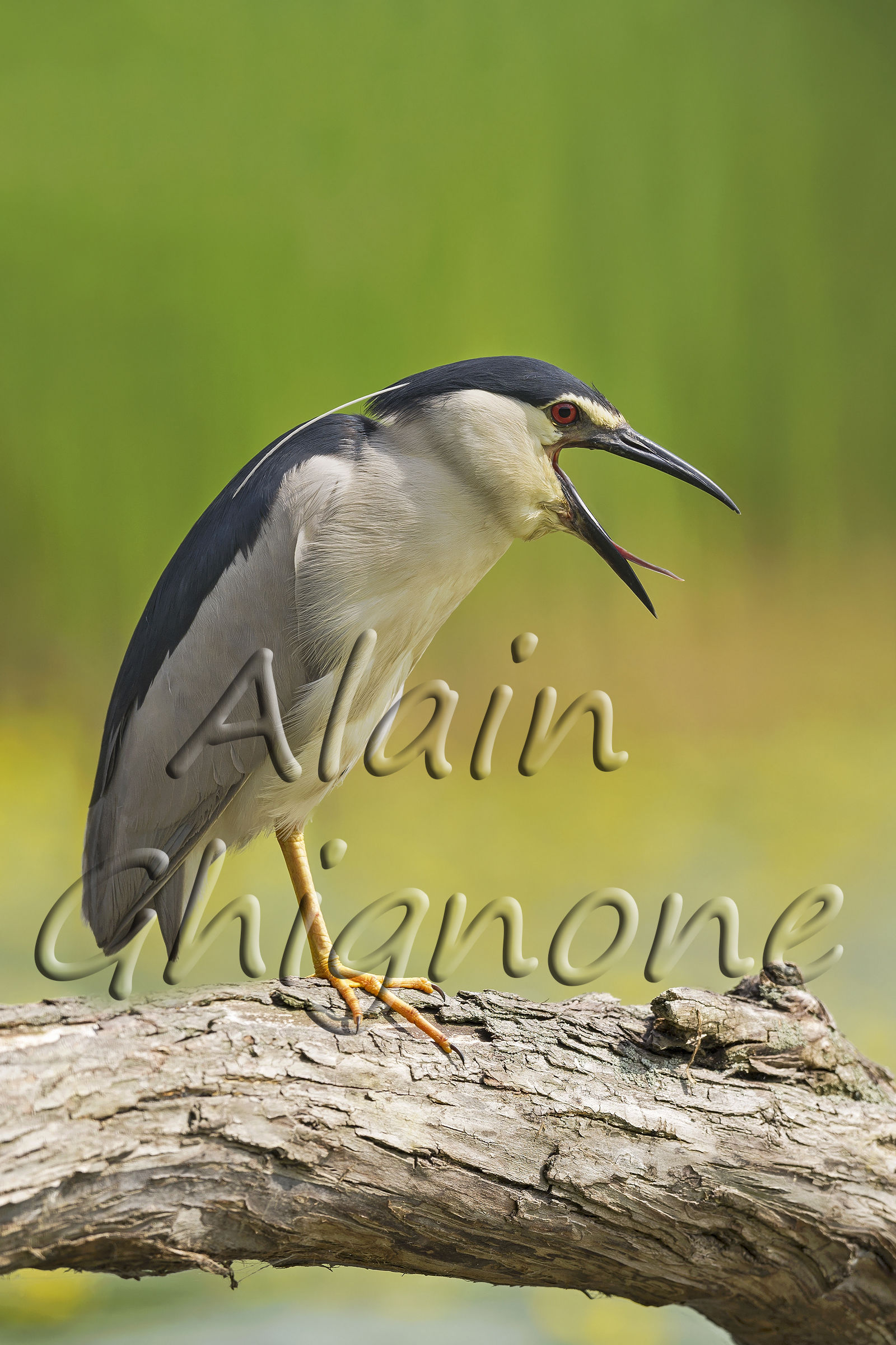 nitticora sonnecchiante...