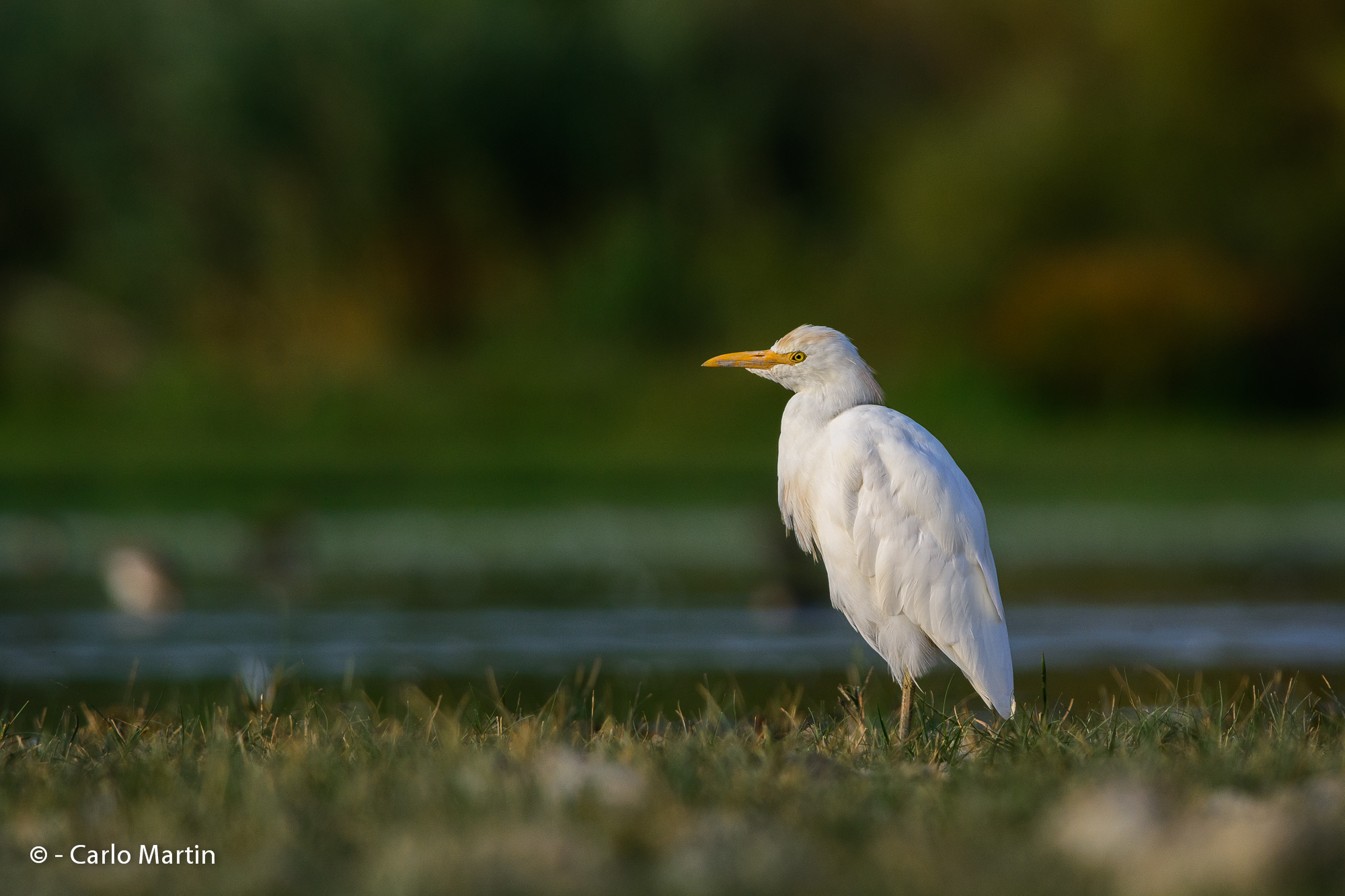 Cattle Egret