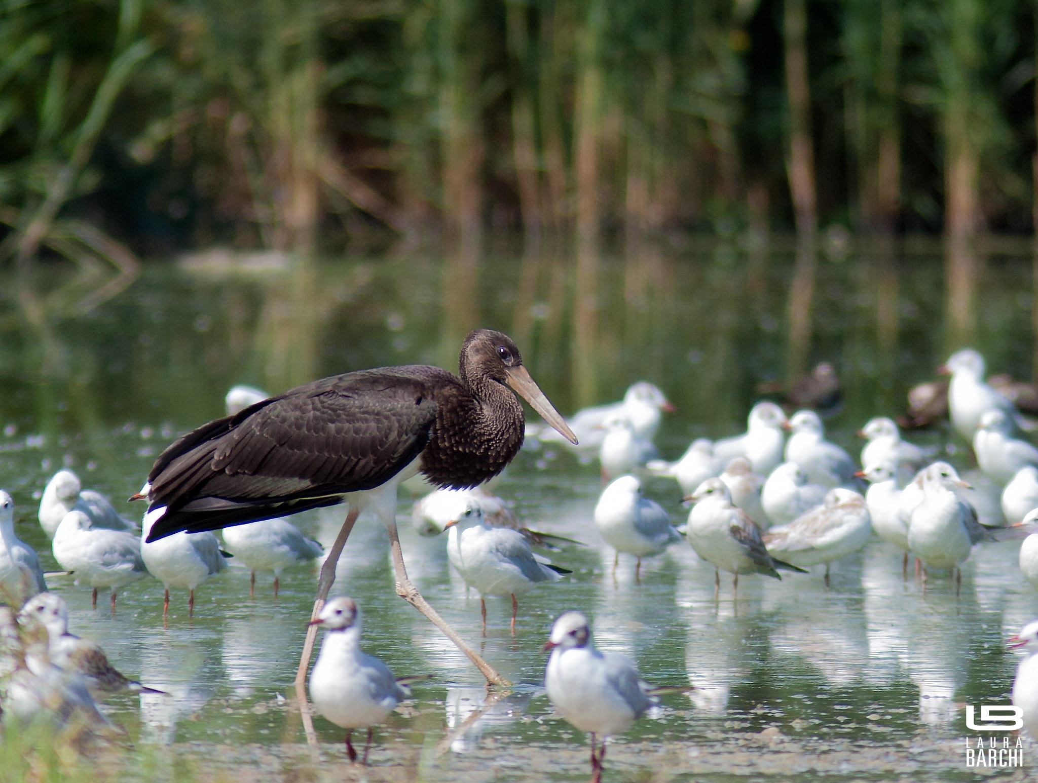 Cicogna nera al Torrile