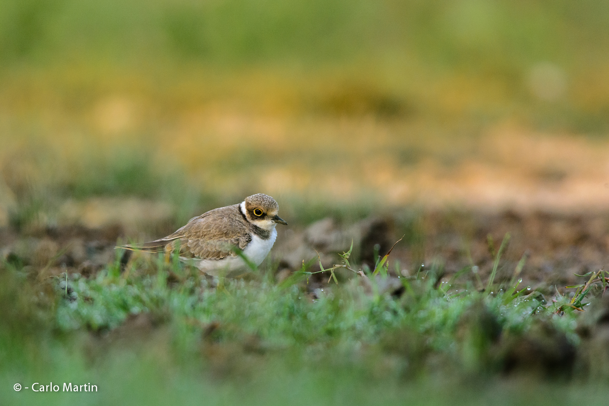 Corriere piccolo all'alba