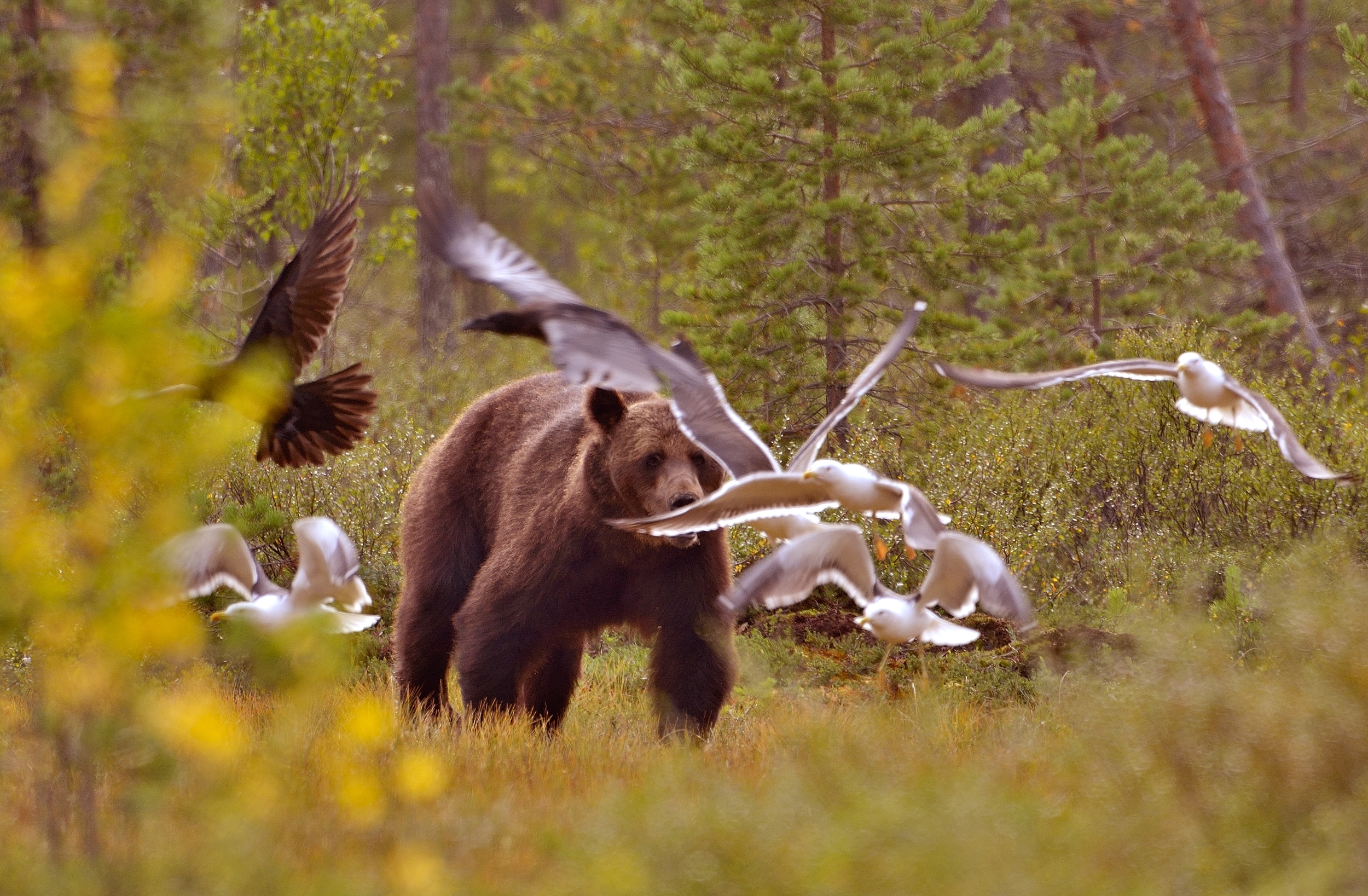 orso tra gabbiani e corvi