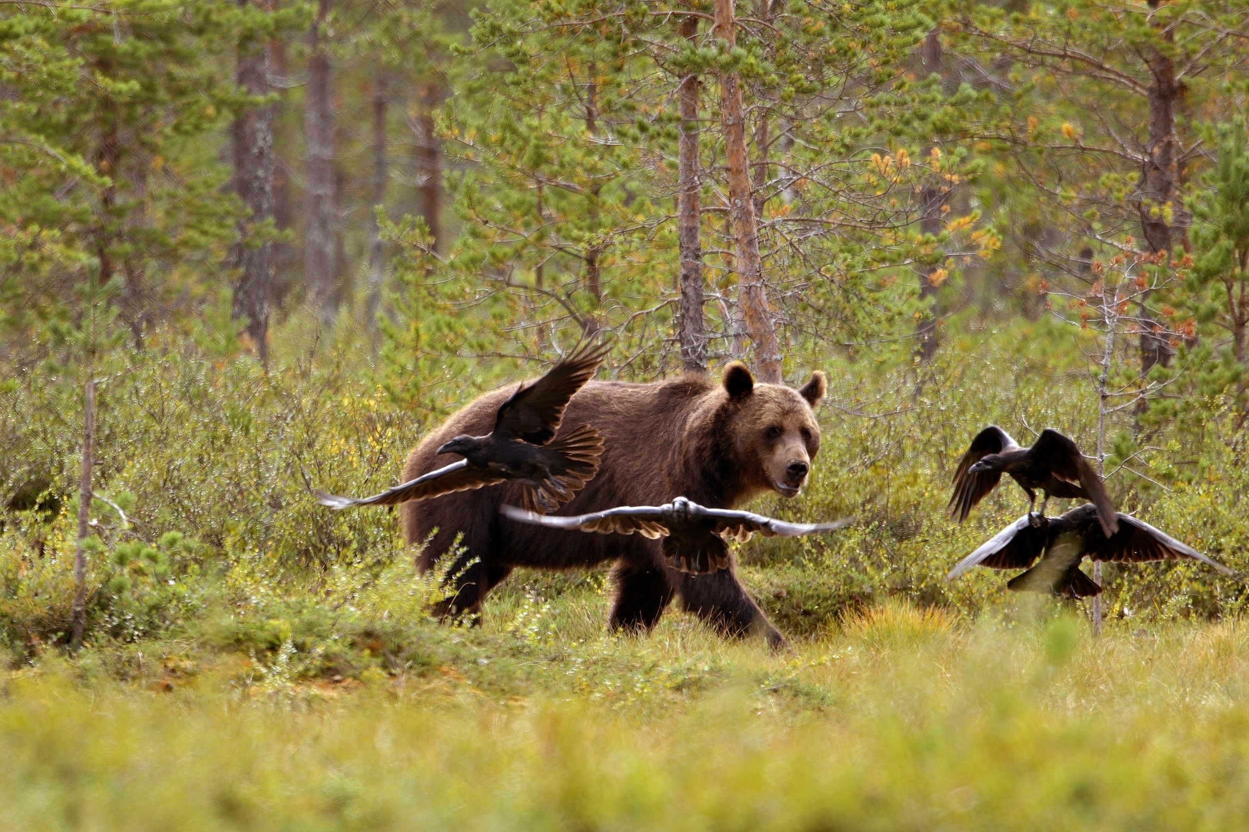 orso e corvi imperiali