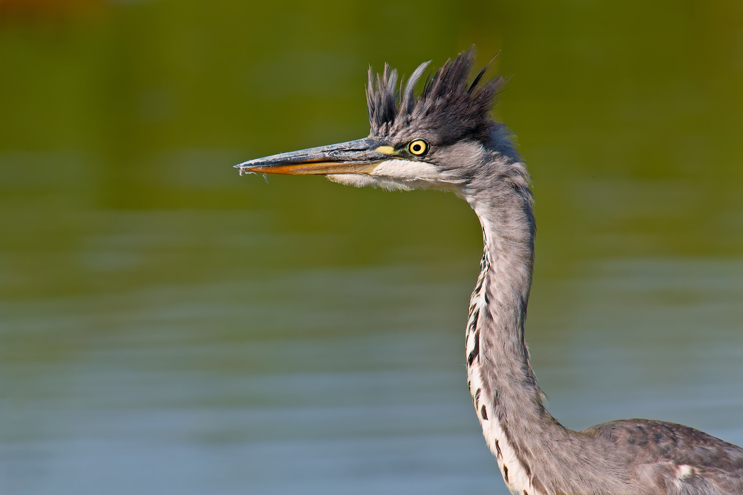 Ciuffo alla El Shaarawy