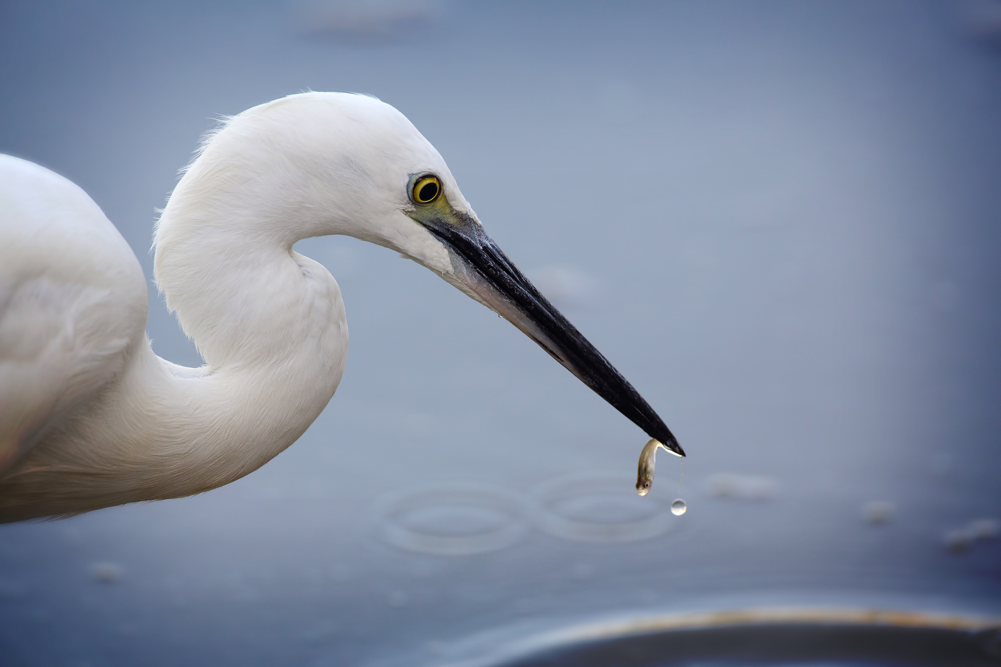 La garzetta e il pesciolino felice