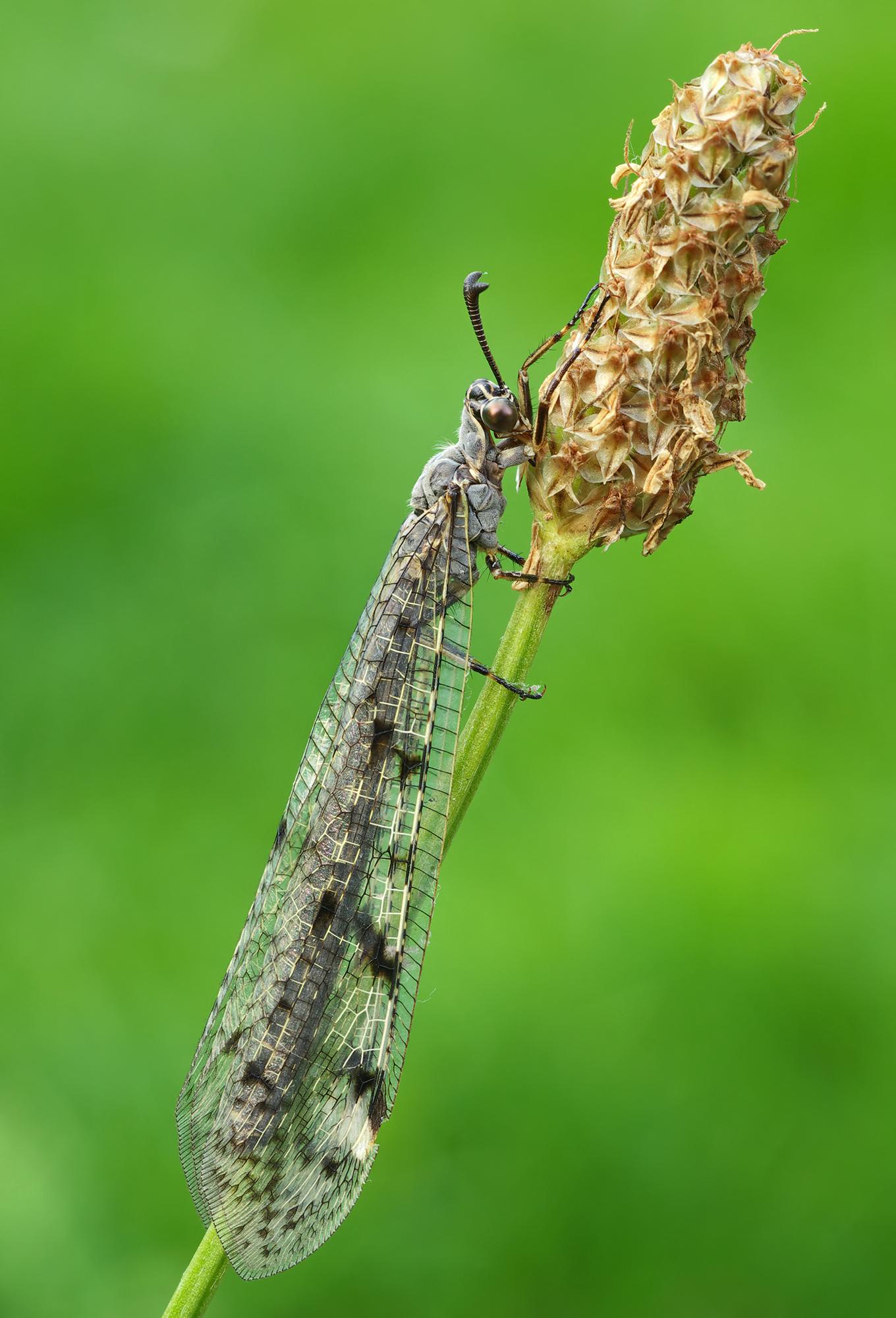 Myrmeleon formicarius