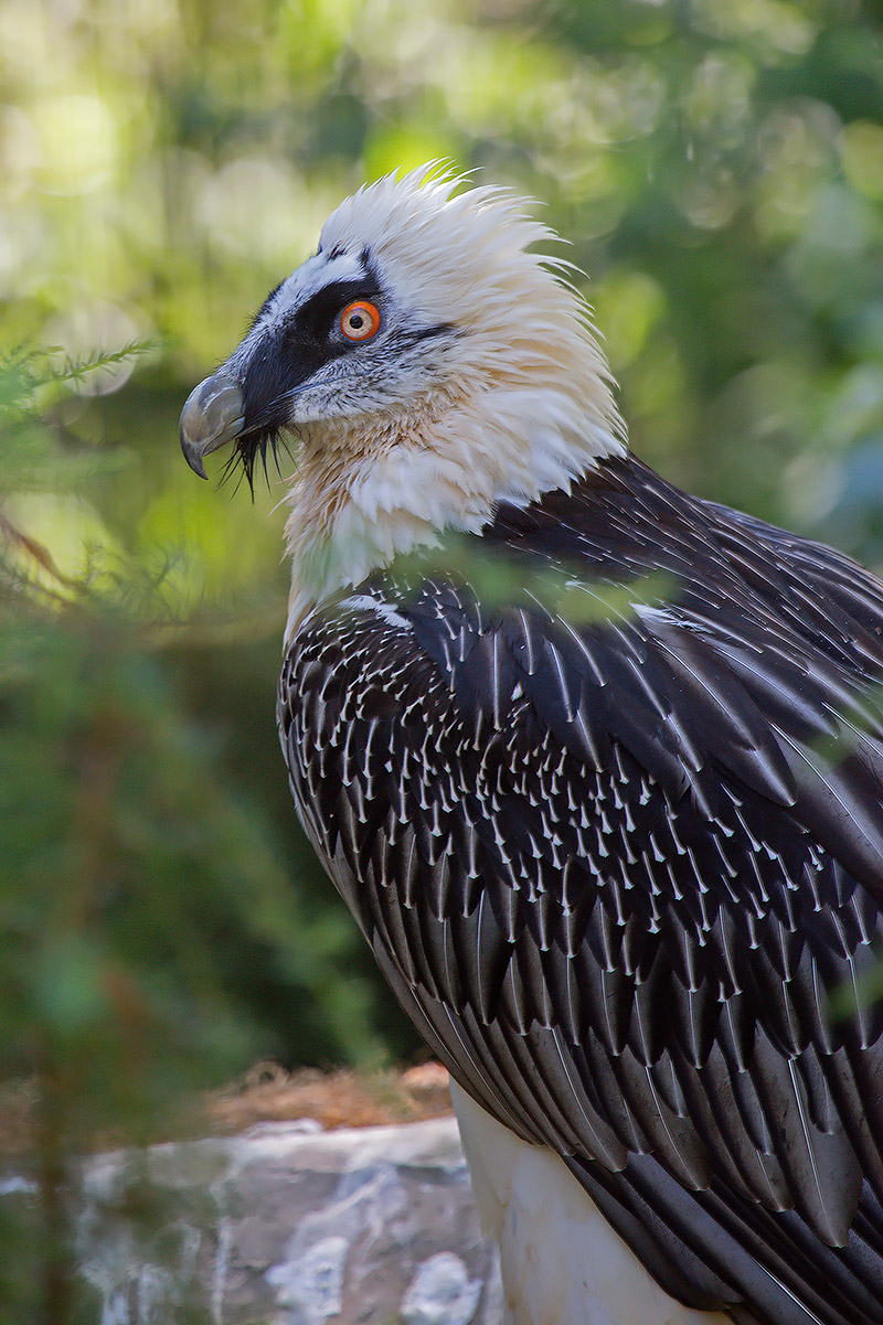 Gli animali dell'oasi