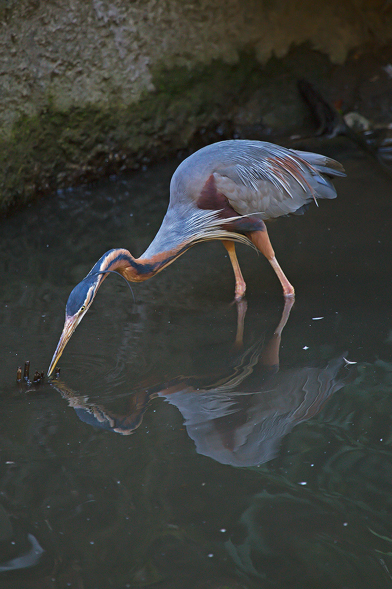Gli animali dell'oasi