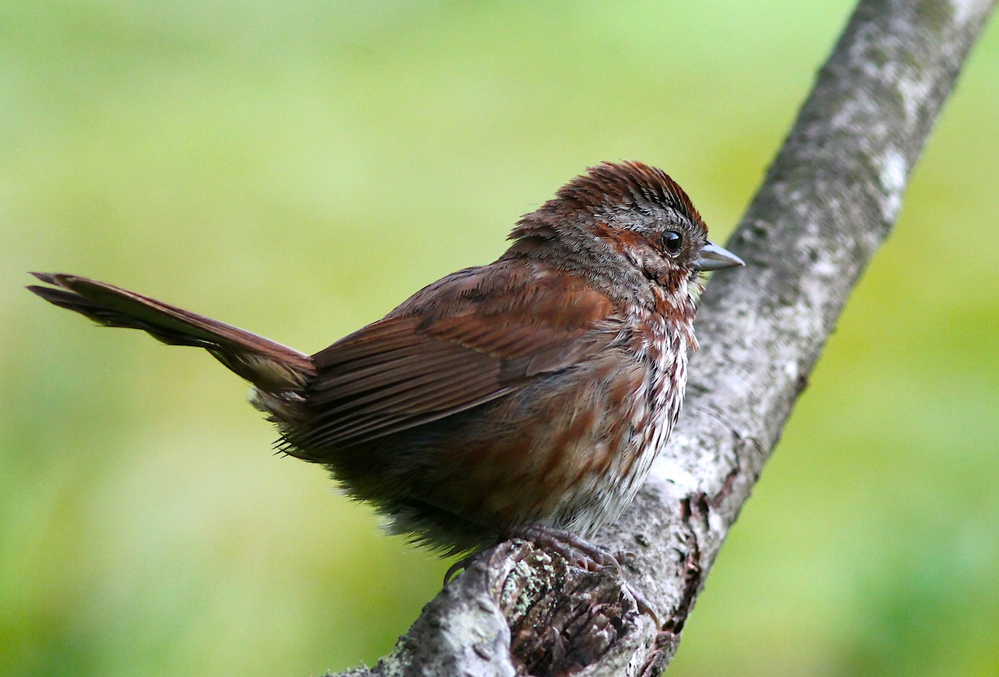 Song Sparrow