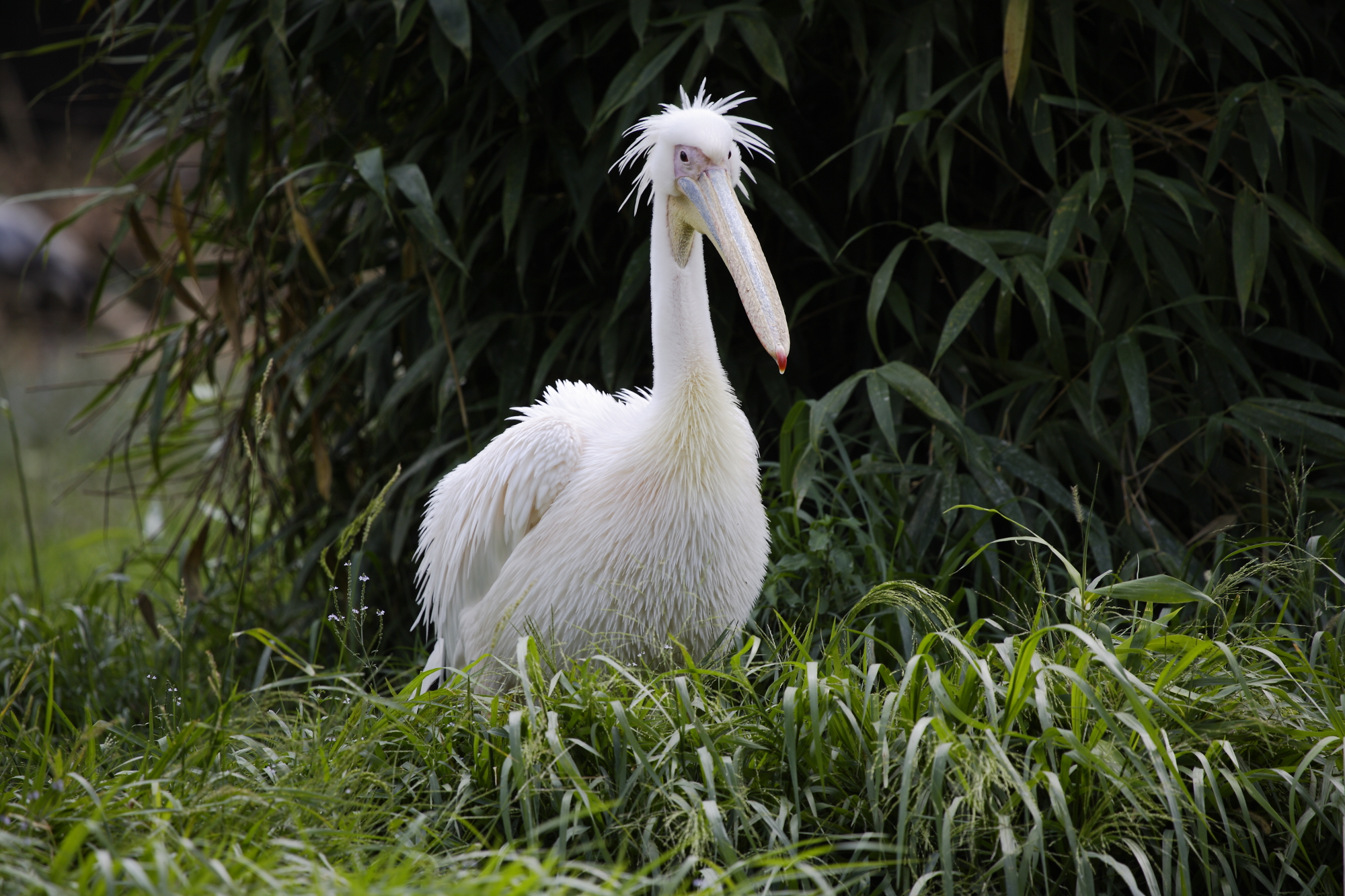 Non ha fatto un buon lavoro il parrucchiere!!!