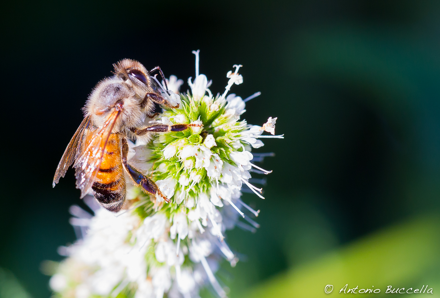 Strange company of August ..