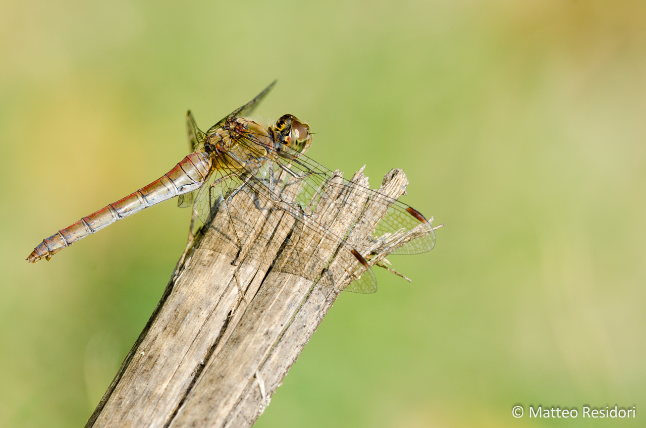 Sympetrum striolatum