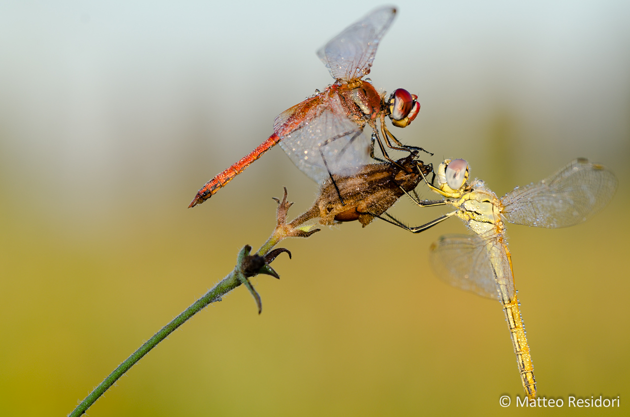 Sympetrum fonscolombii (pair)