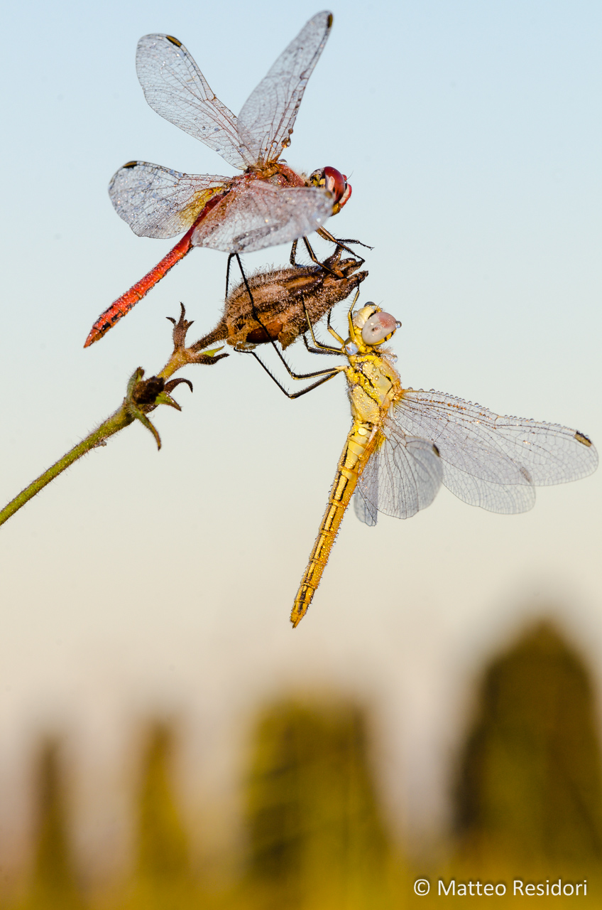 Sympetrum fonscolombii (pair)