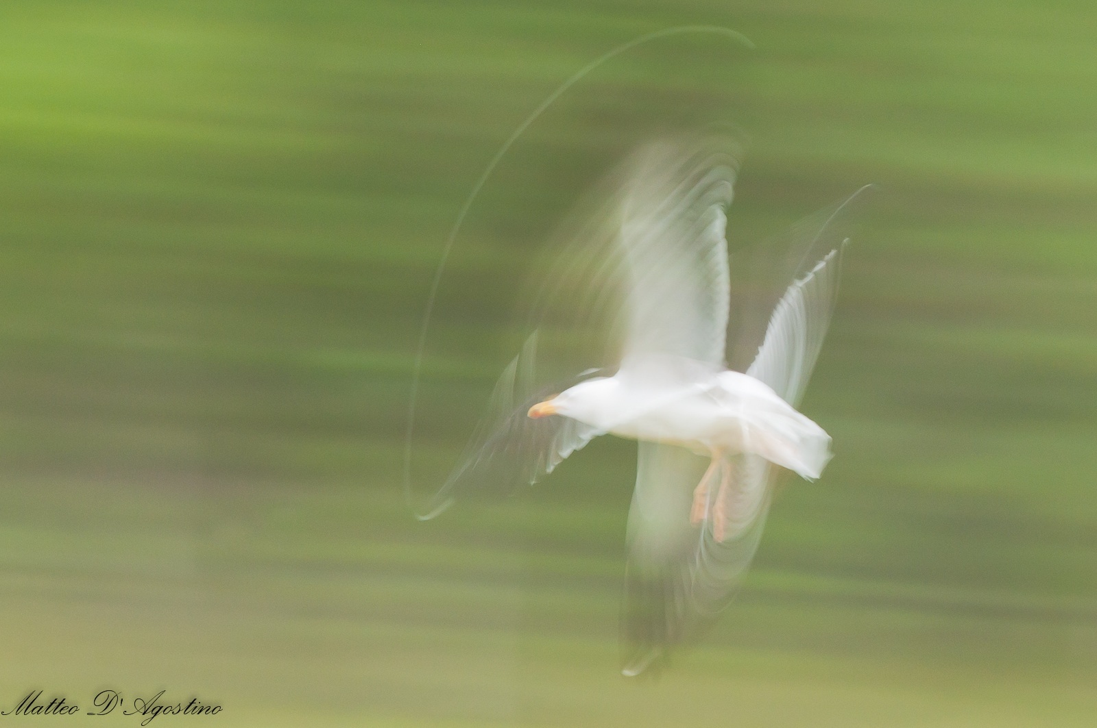 Mosso creativo di gabbiano