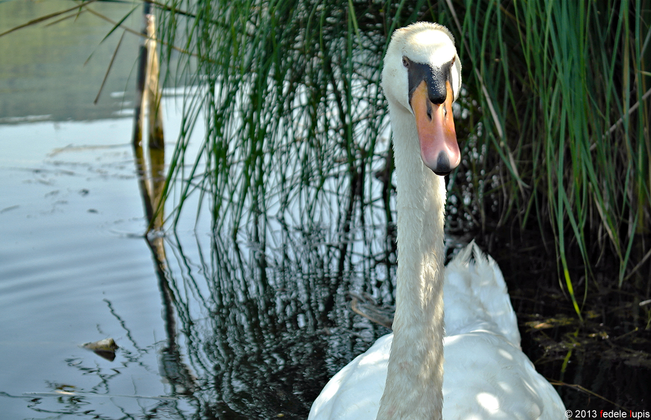 Attento a te: non avvicinarti di più......