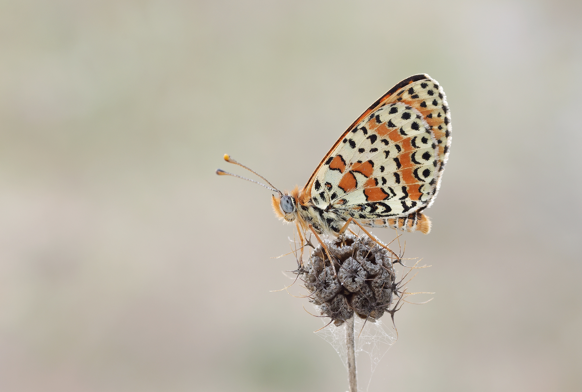 Melitaea...