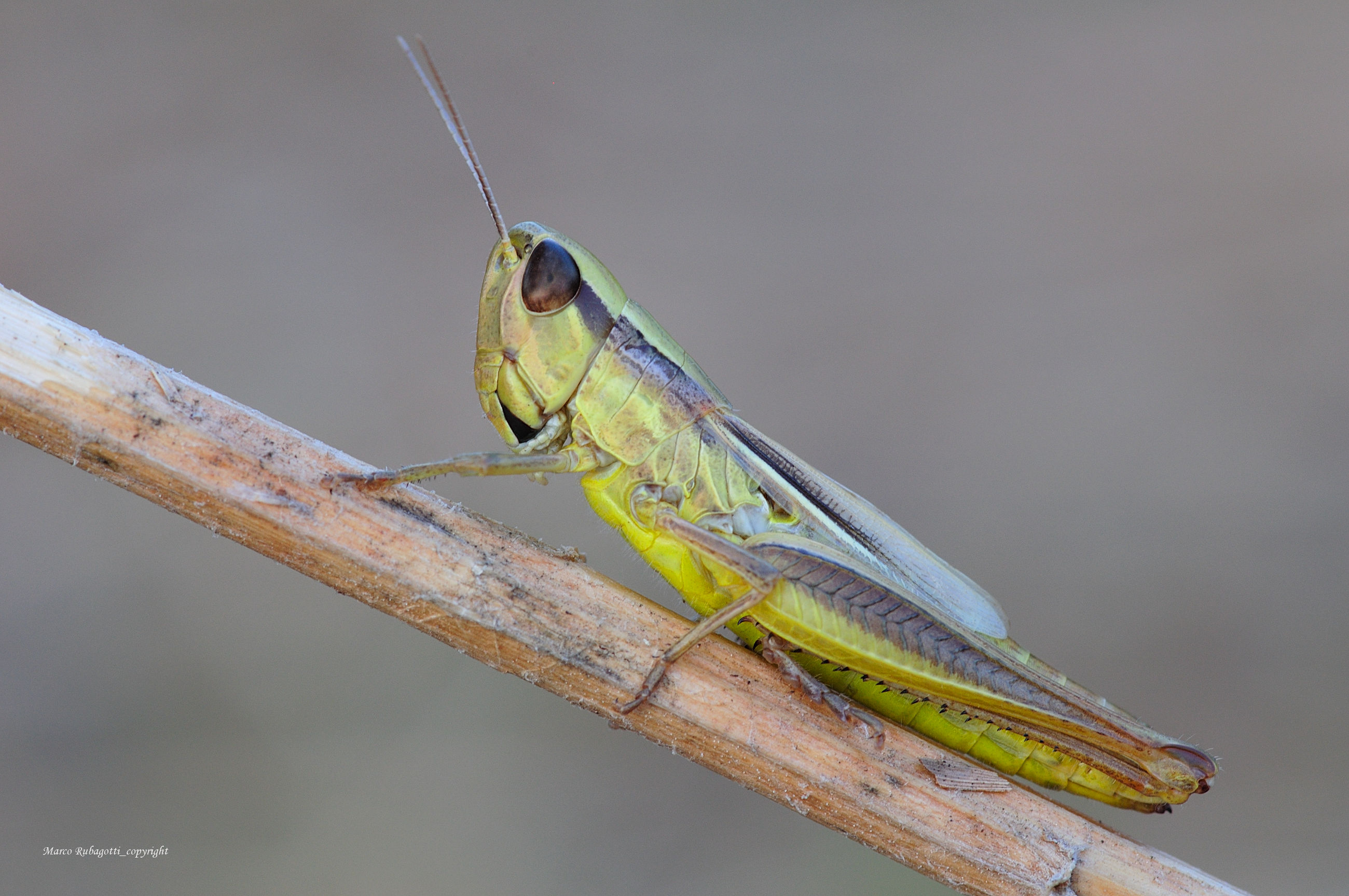 Acrididae_1