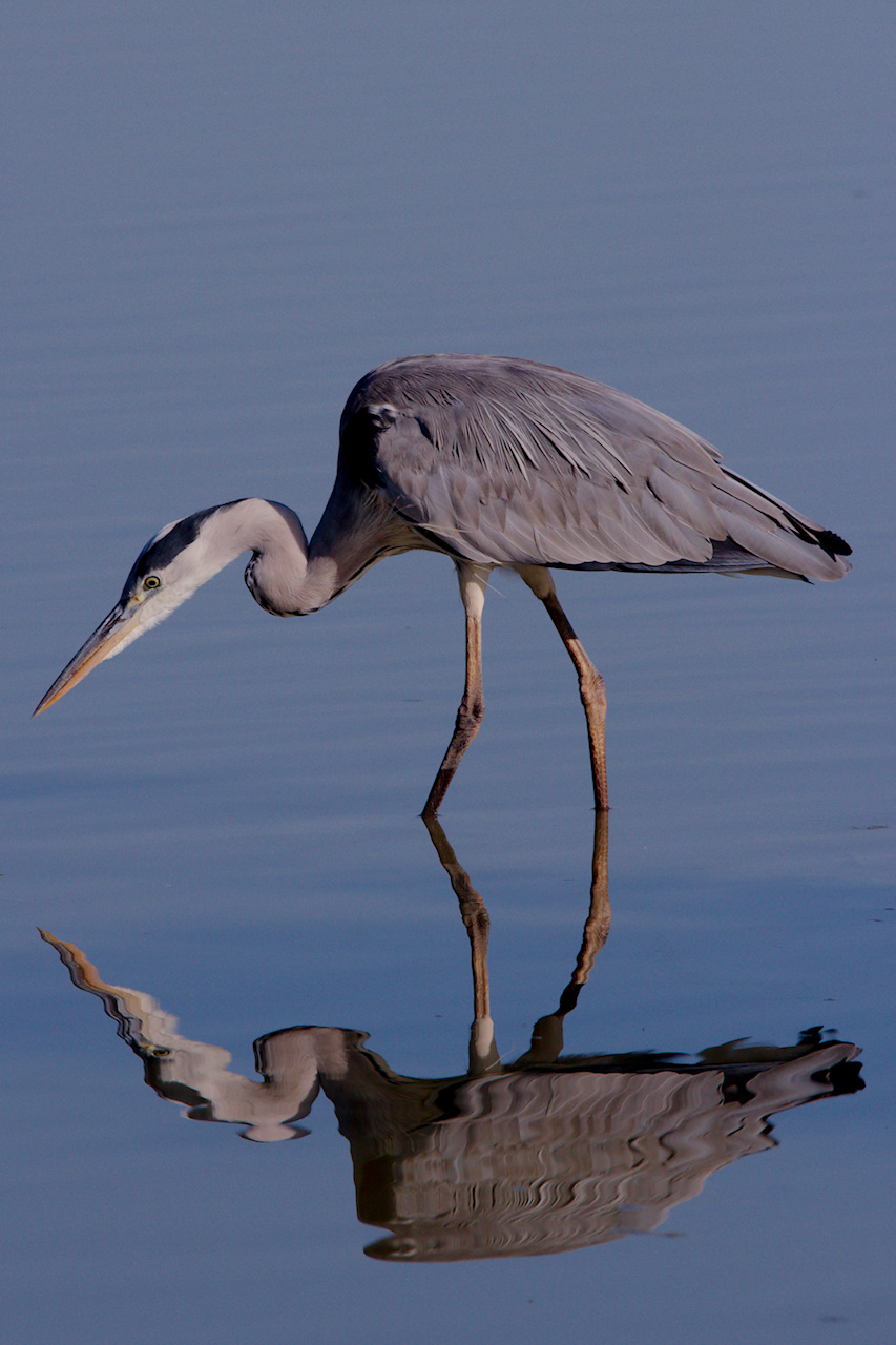 Cenerino.... Specchio tremolante