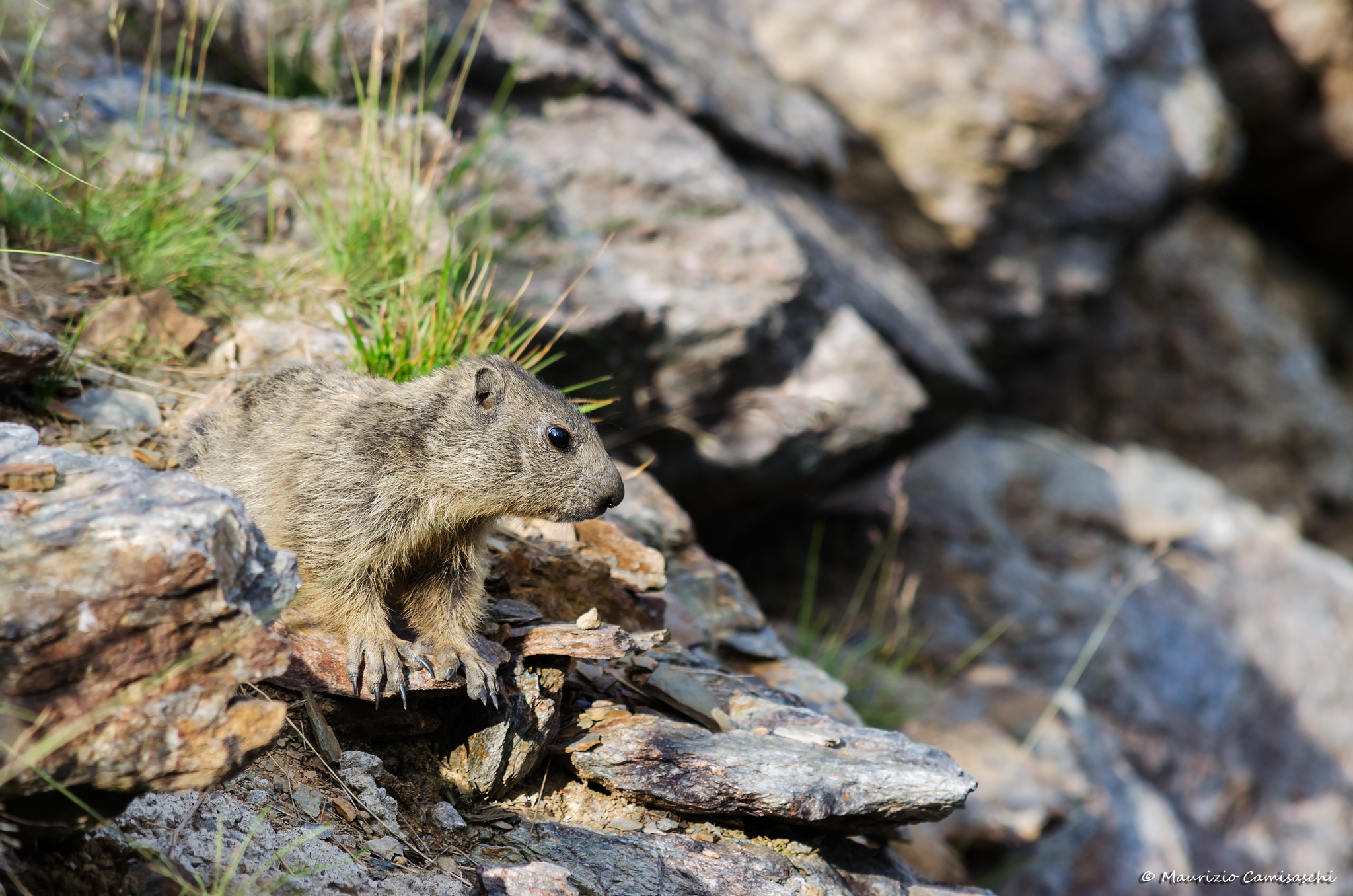 Giovane marmotta
