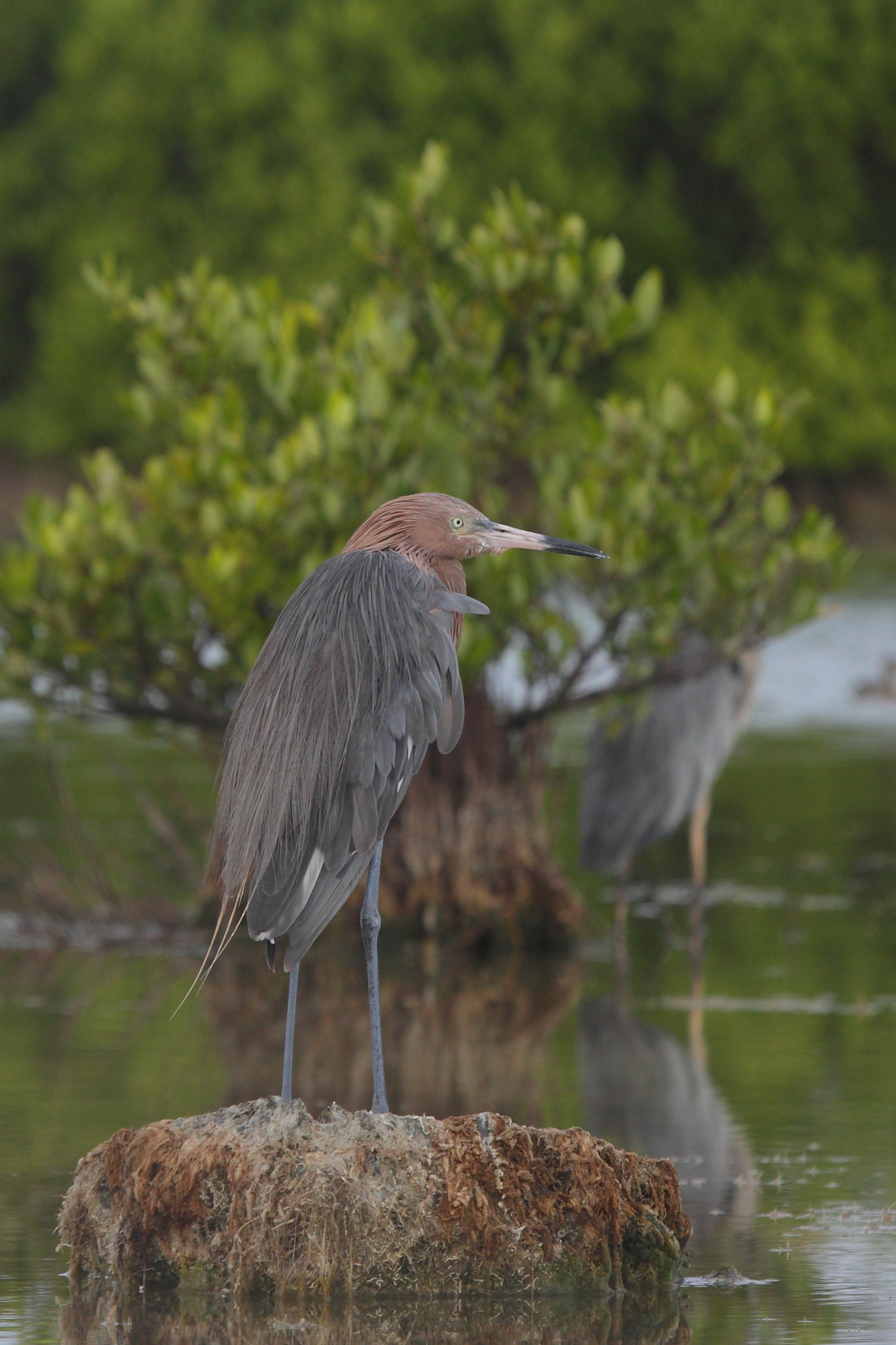Reddish Egret