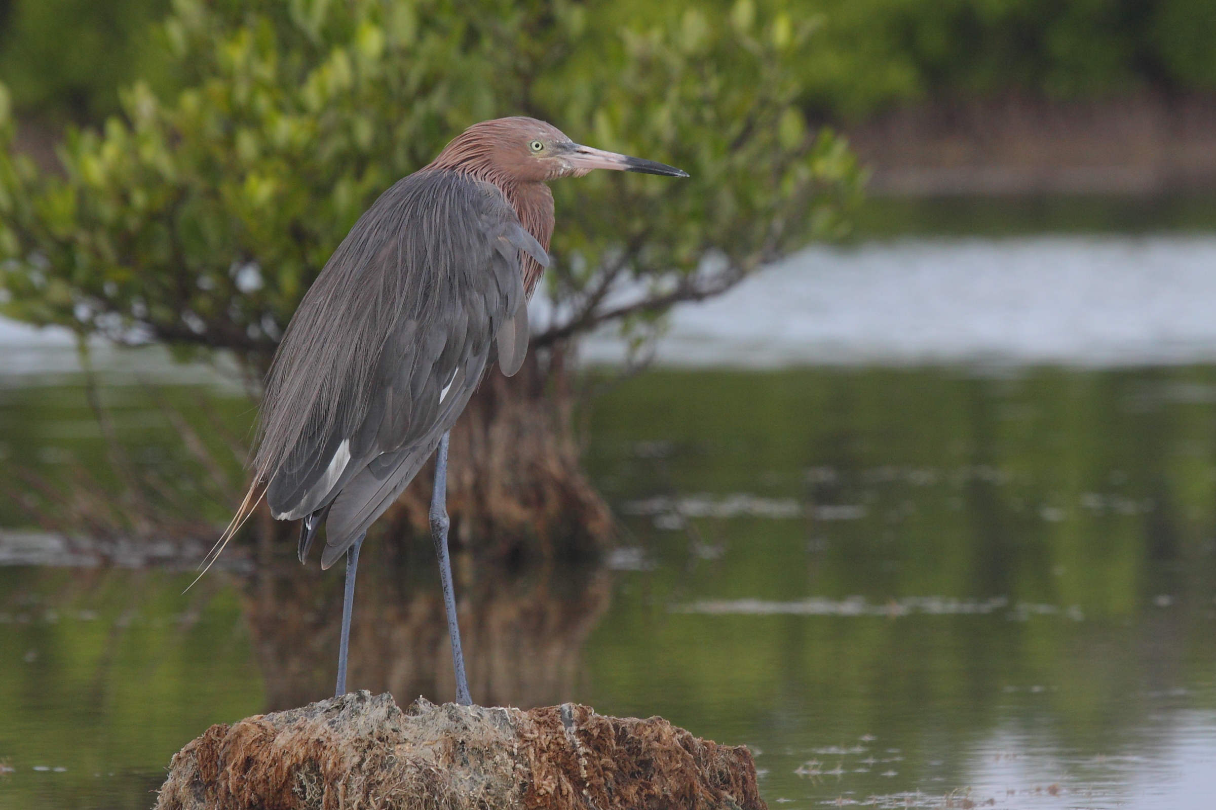 Reddish Egret
