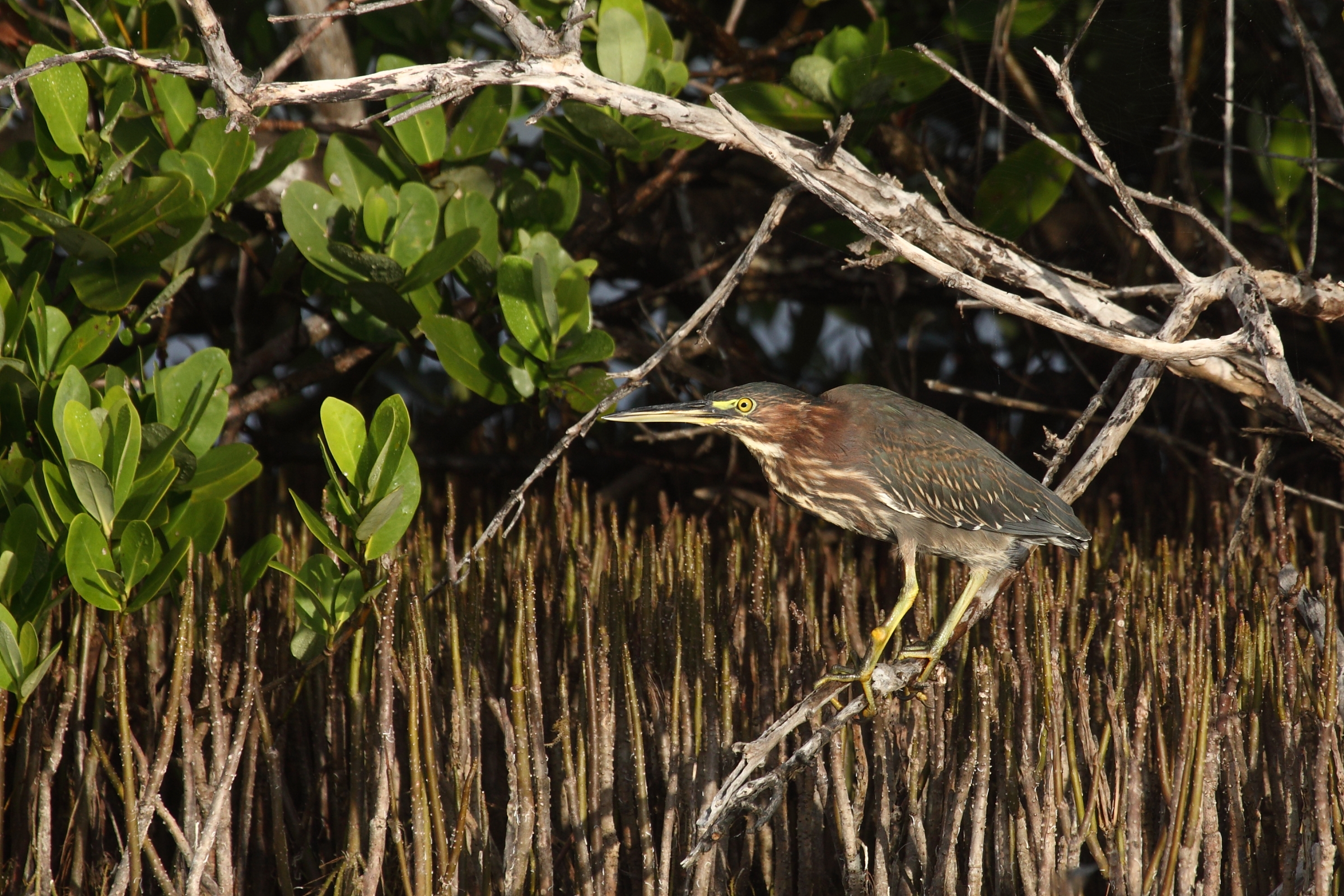 Green Heron