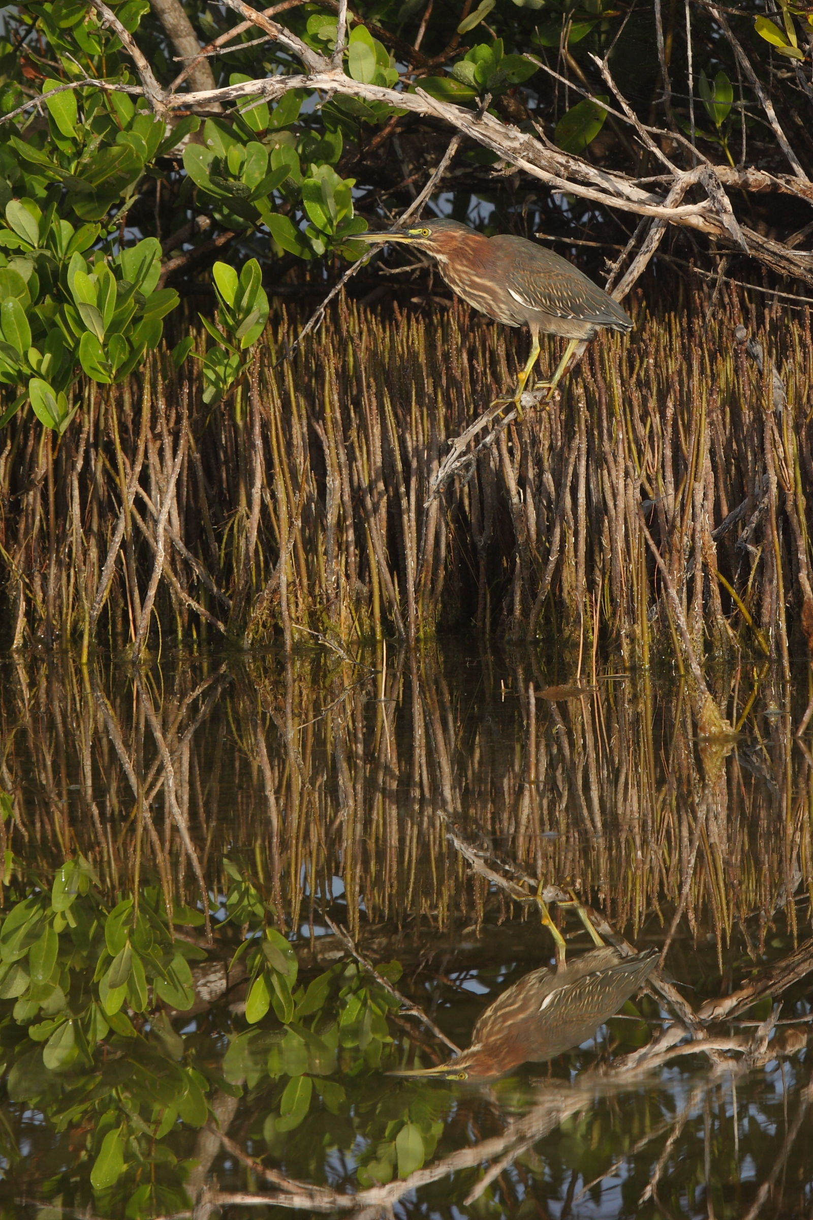 Green Heron
