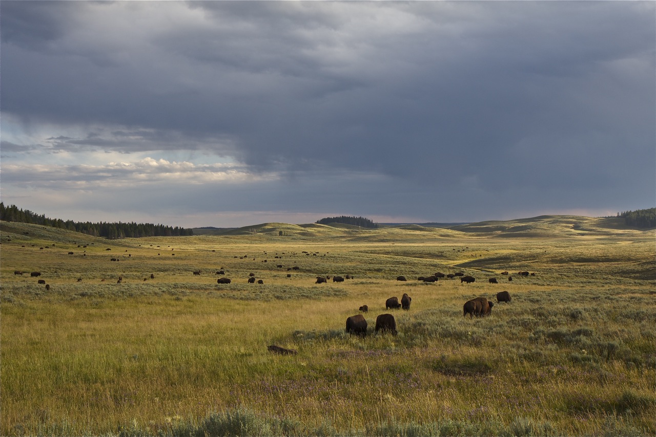 Tatanka fields - Yellowstone NP