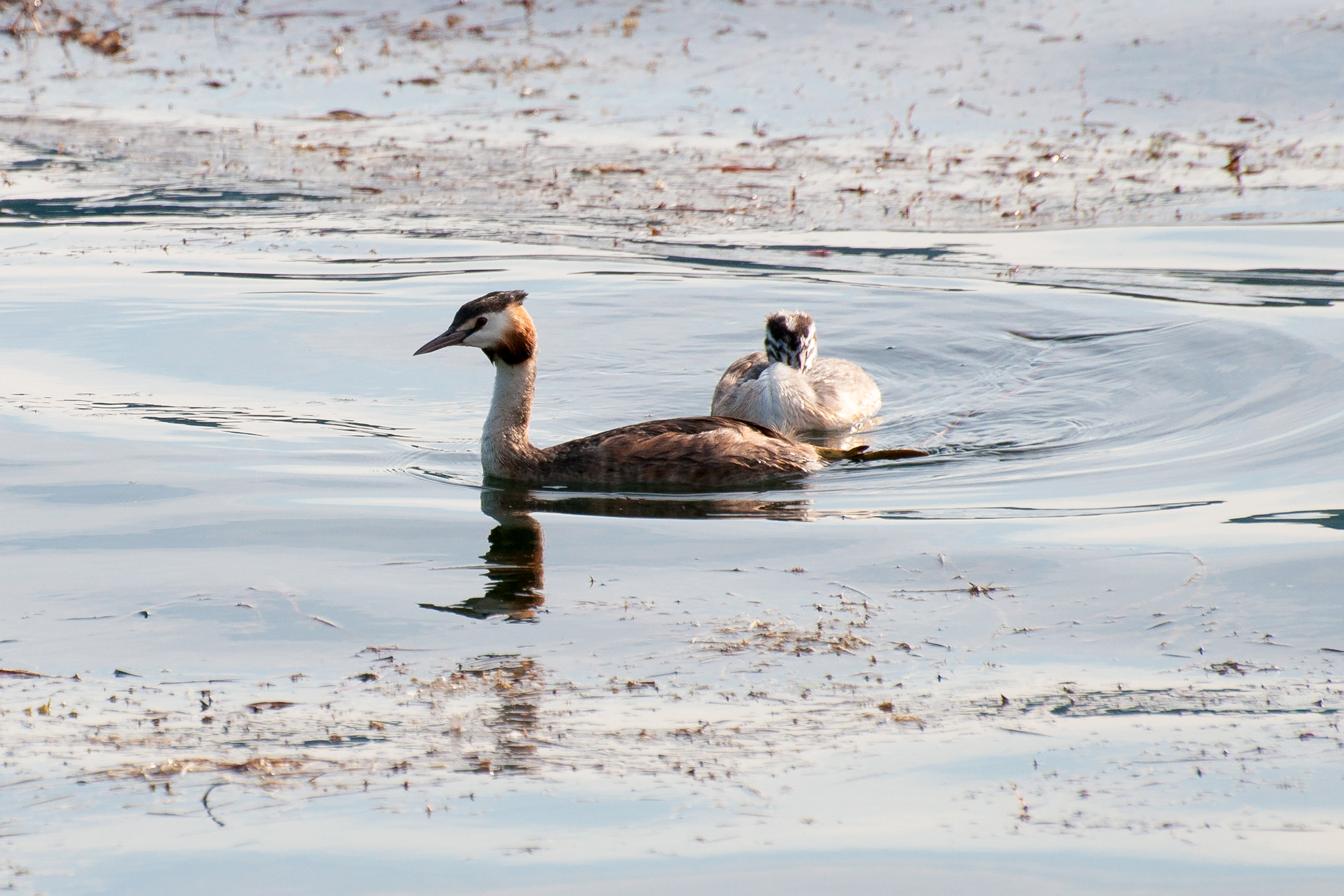 Grebes