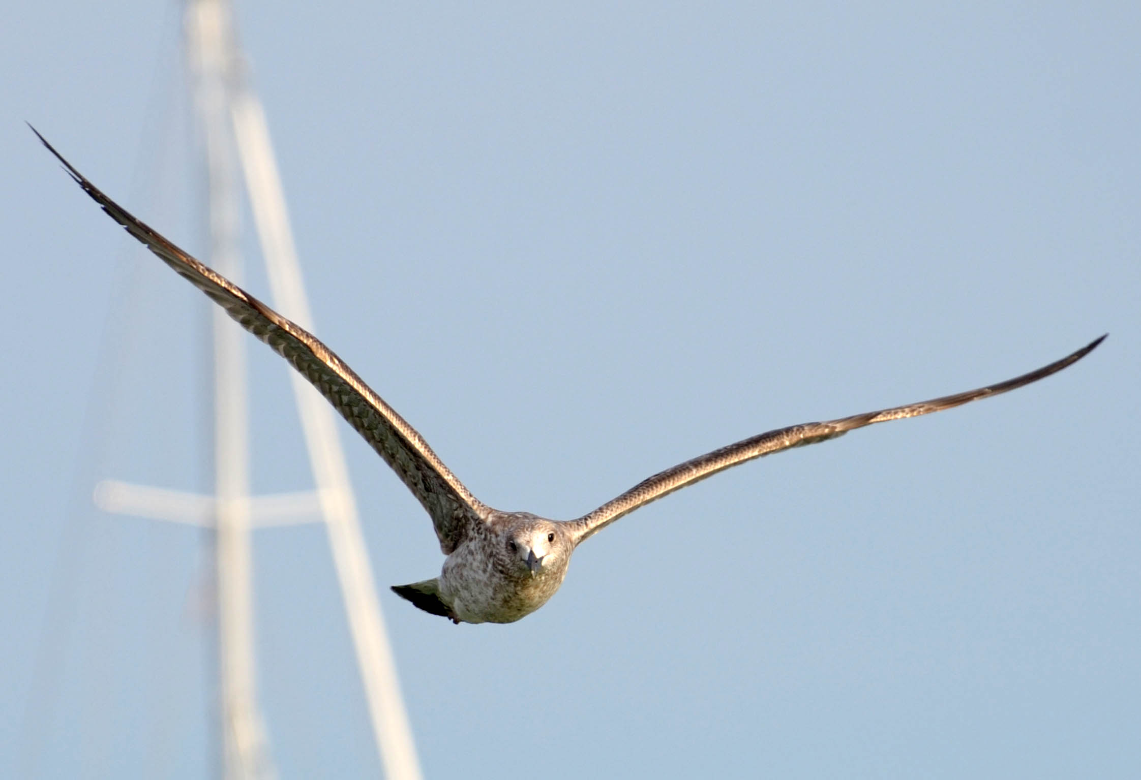a tu per tu con il giovane gabbiano