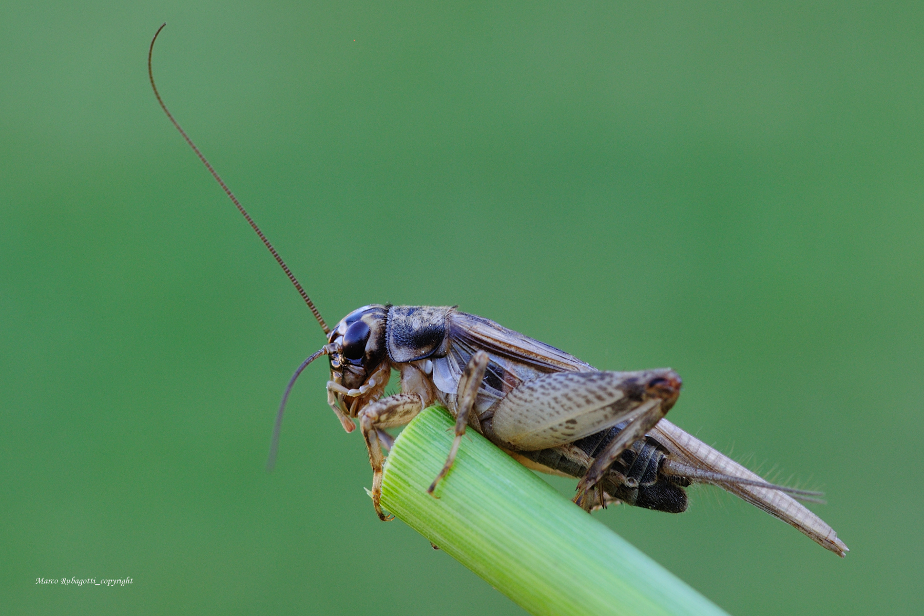 Nemobius Sylvestris_1