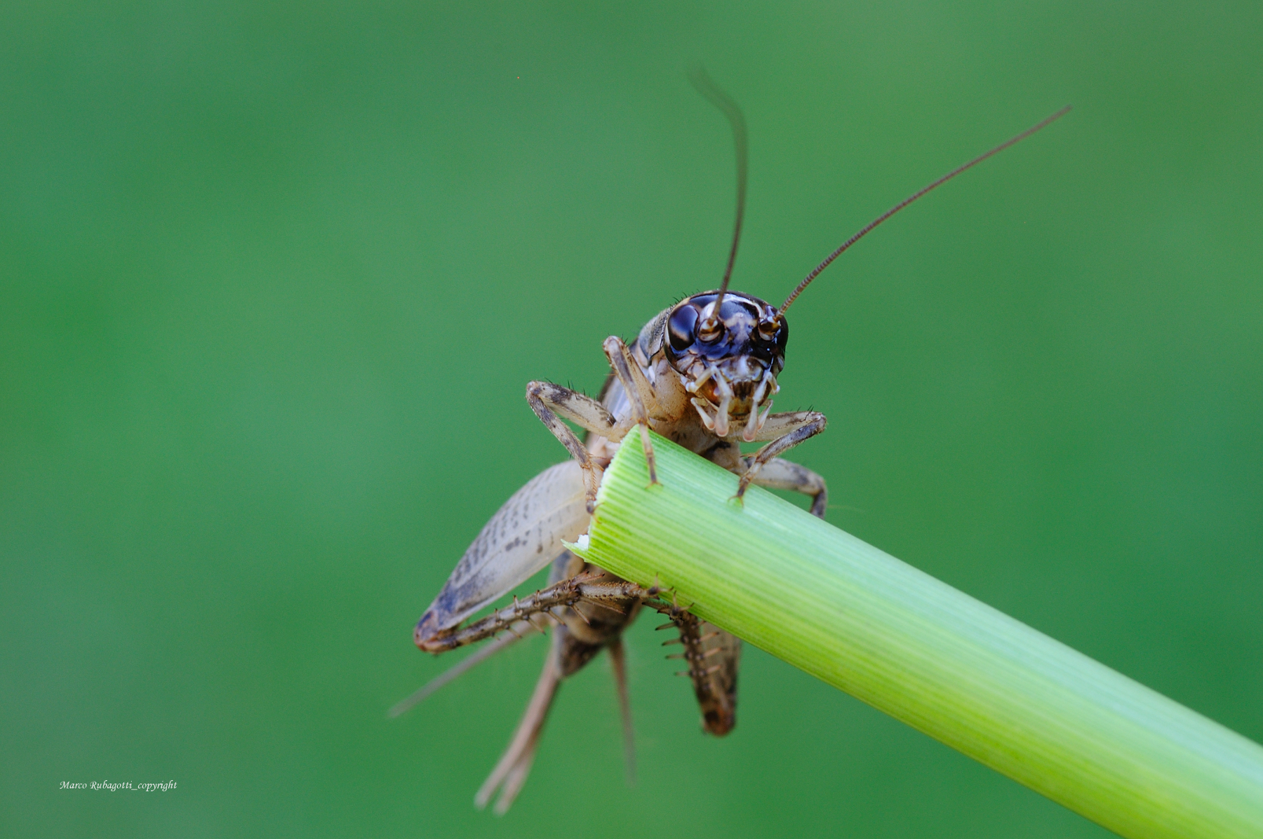 Nemobius Sylvestris_2