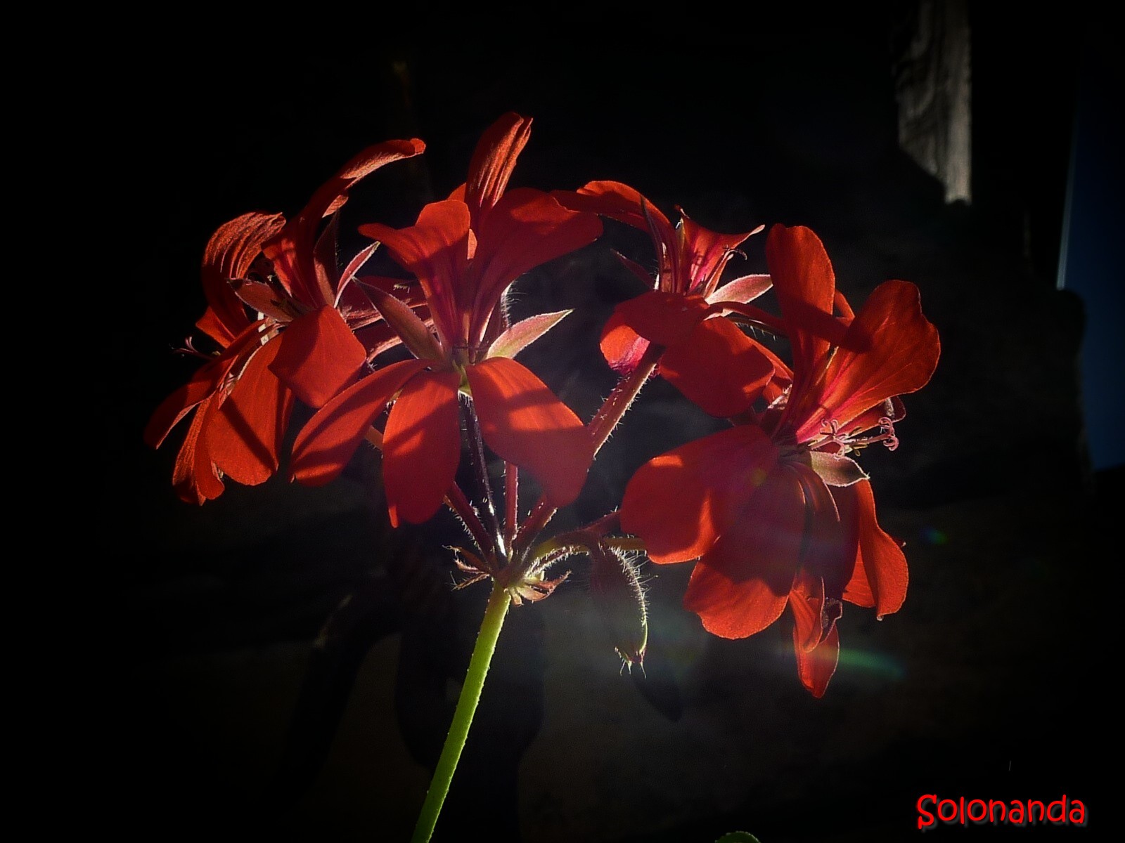 Geranio tra luce e ombra