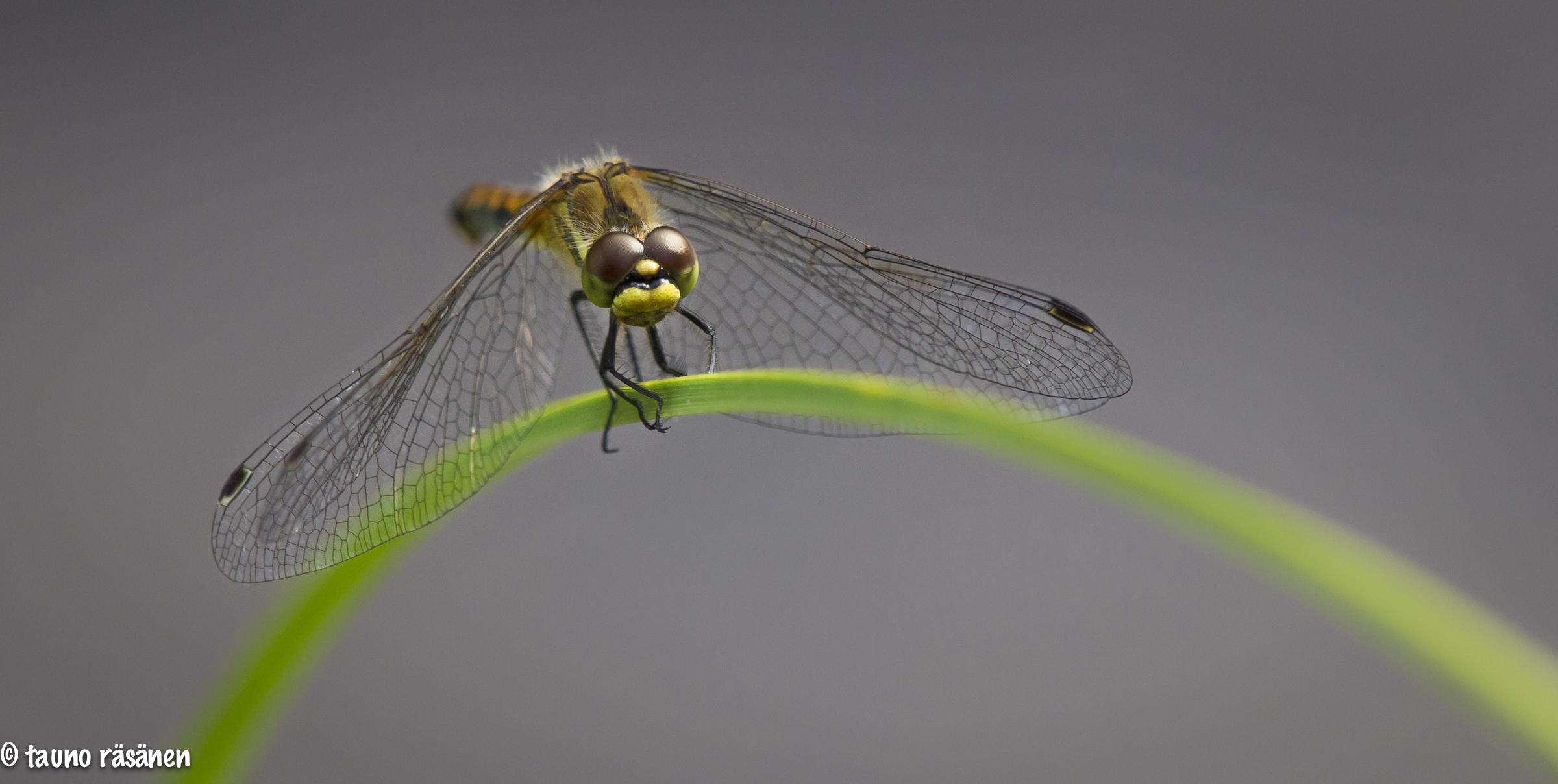 Dragonfly