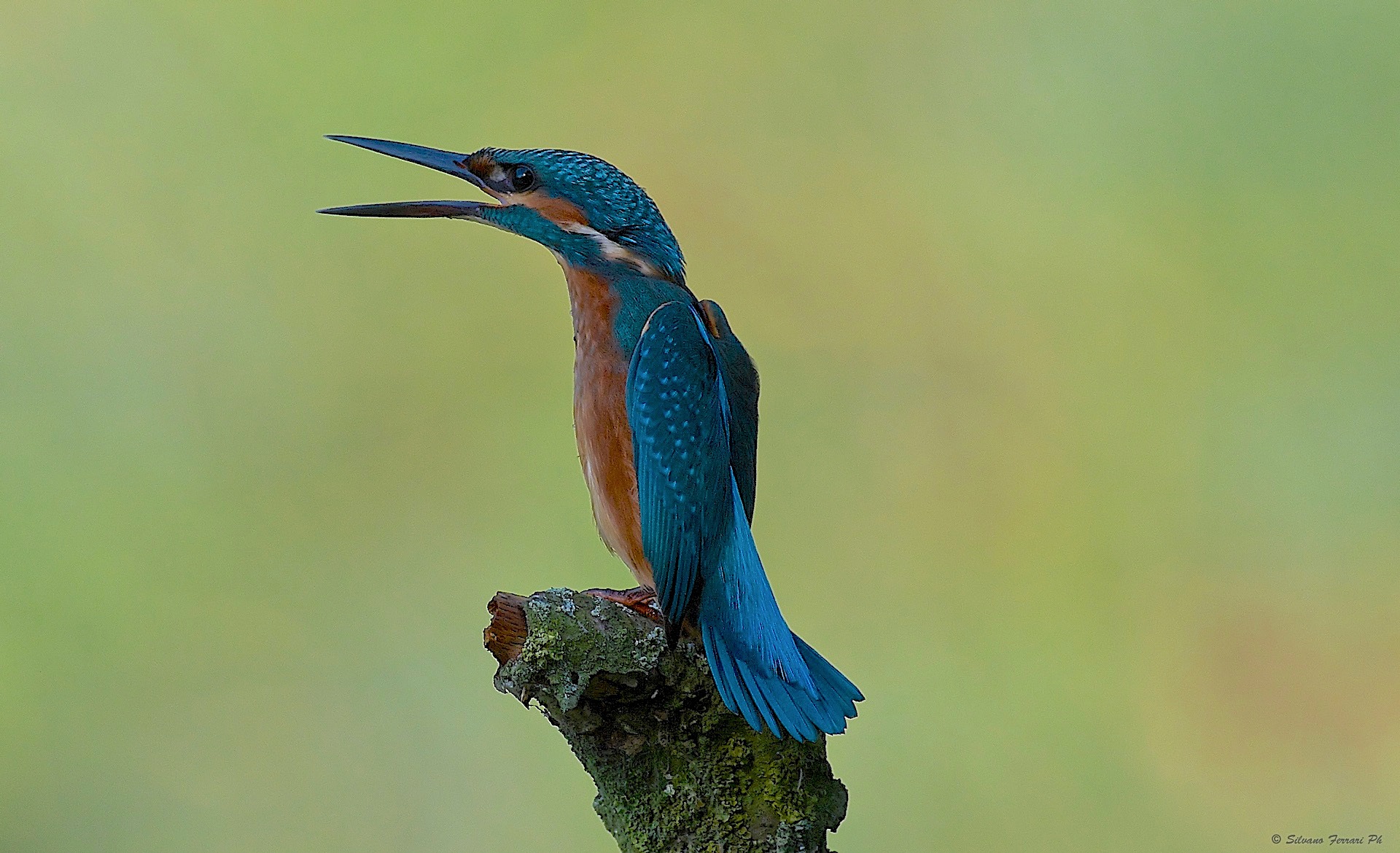 Platoon .... Aaattentiii!