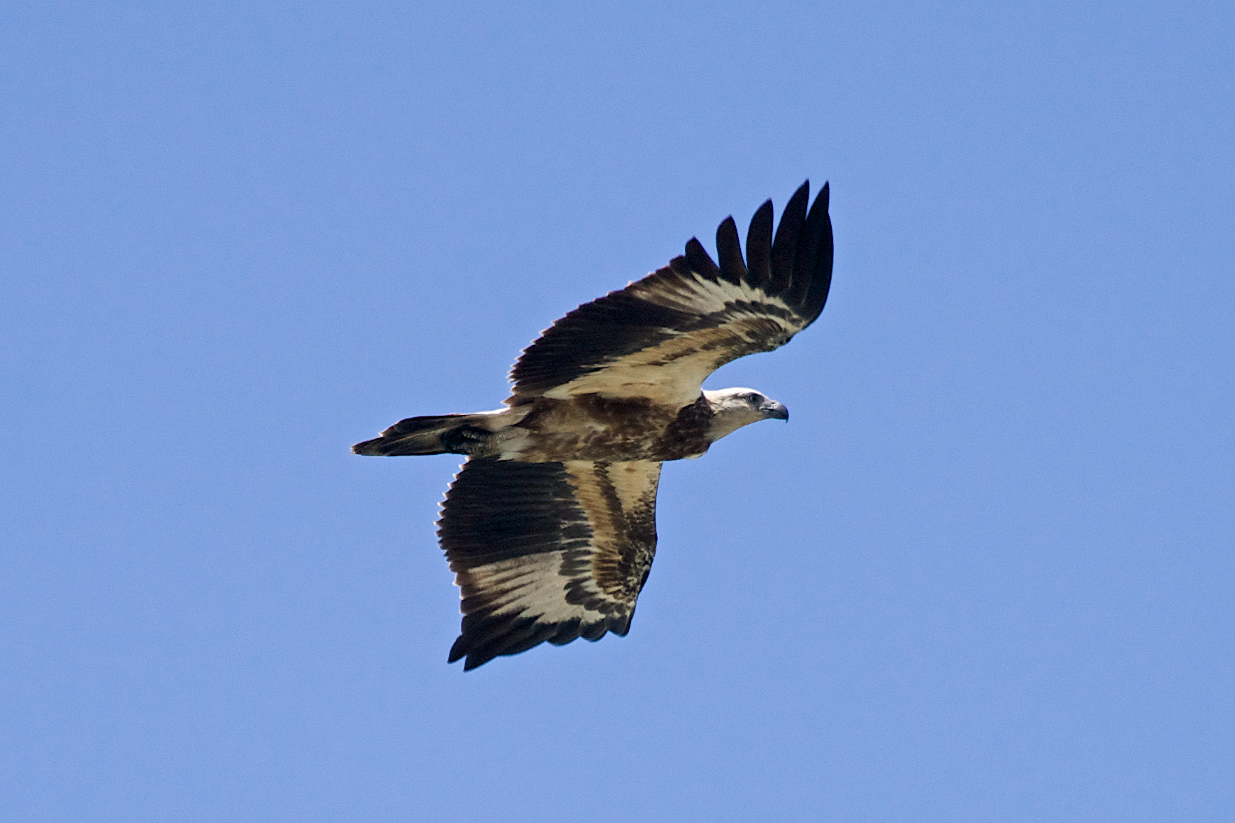 Aquila pescatrice pancia bianca