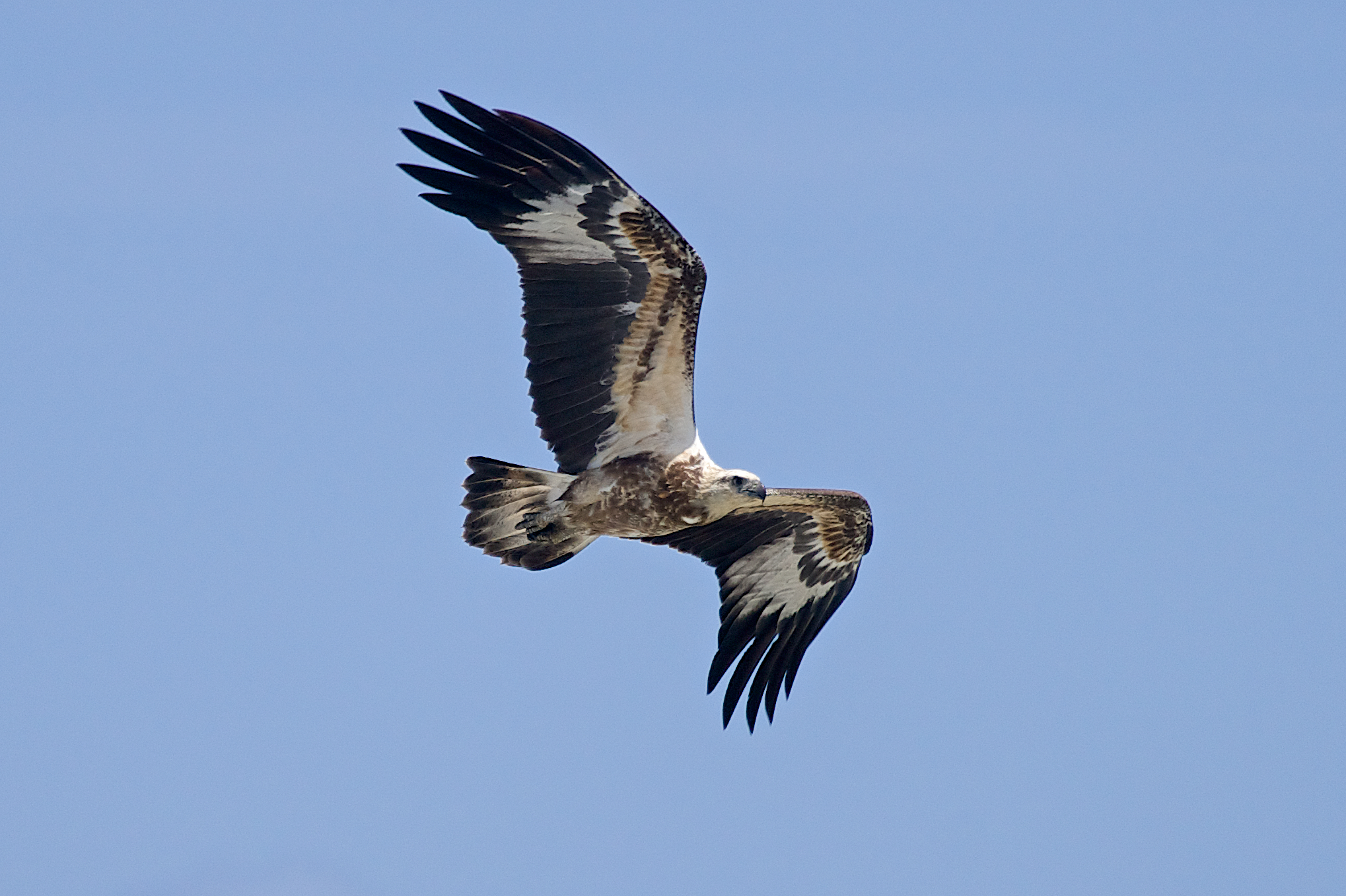 Fish Eagle white belly