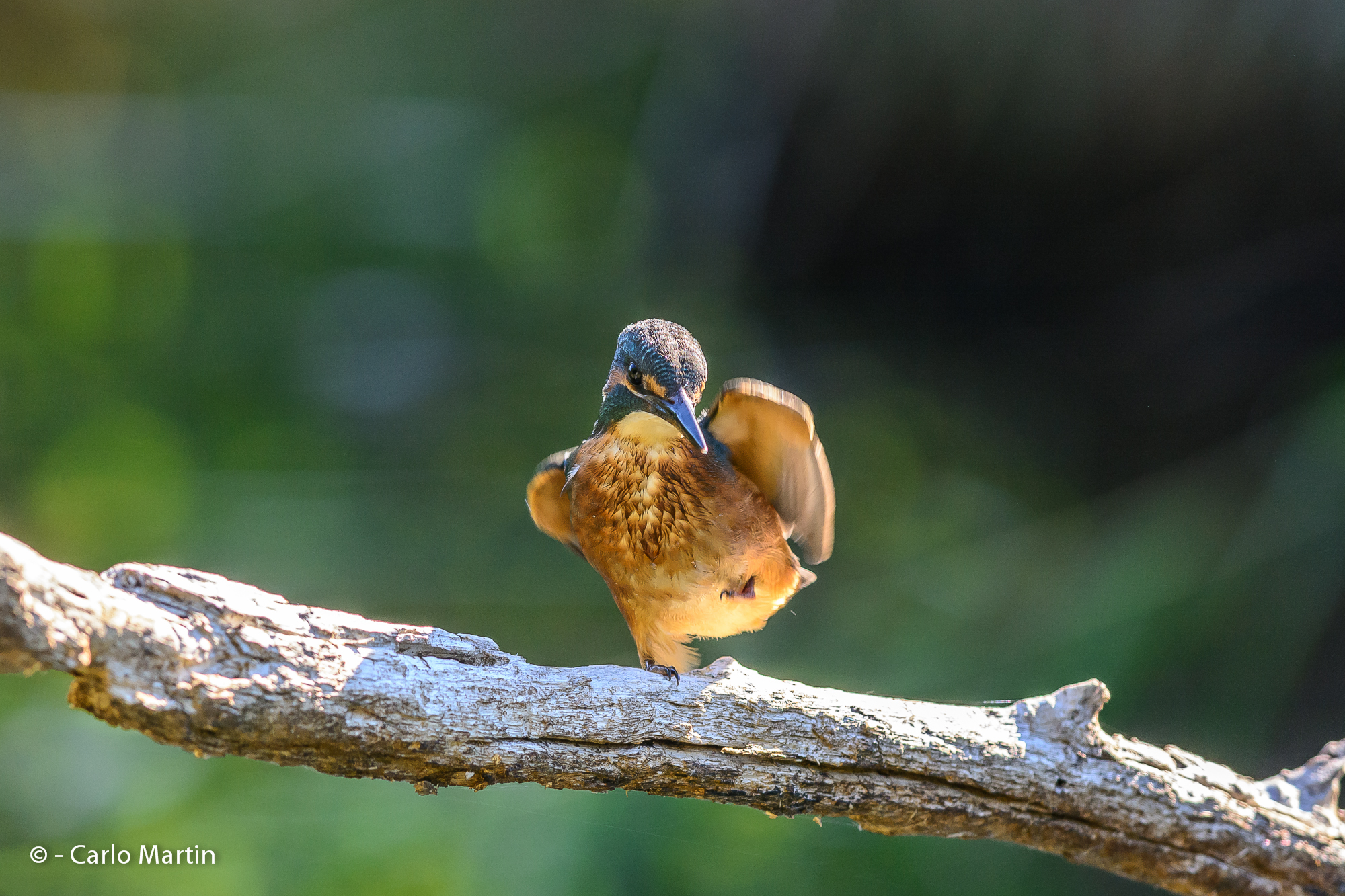 Martin'' Kung Fu'' Fisherman