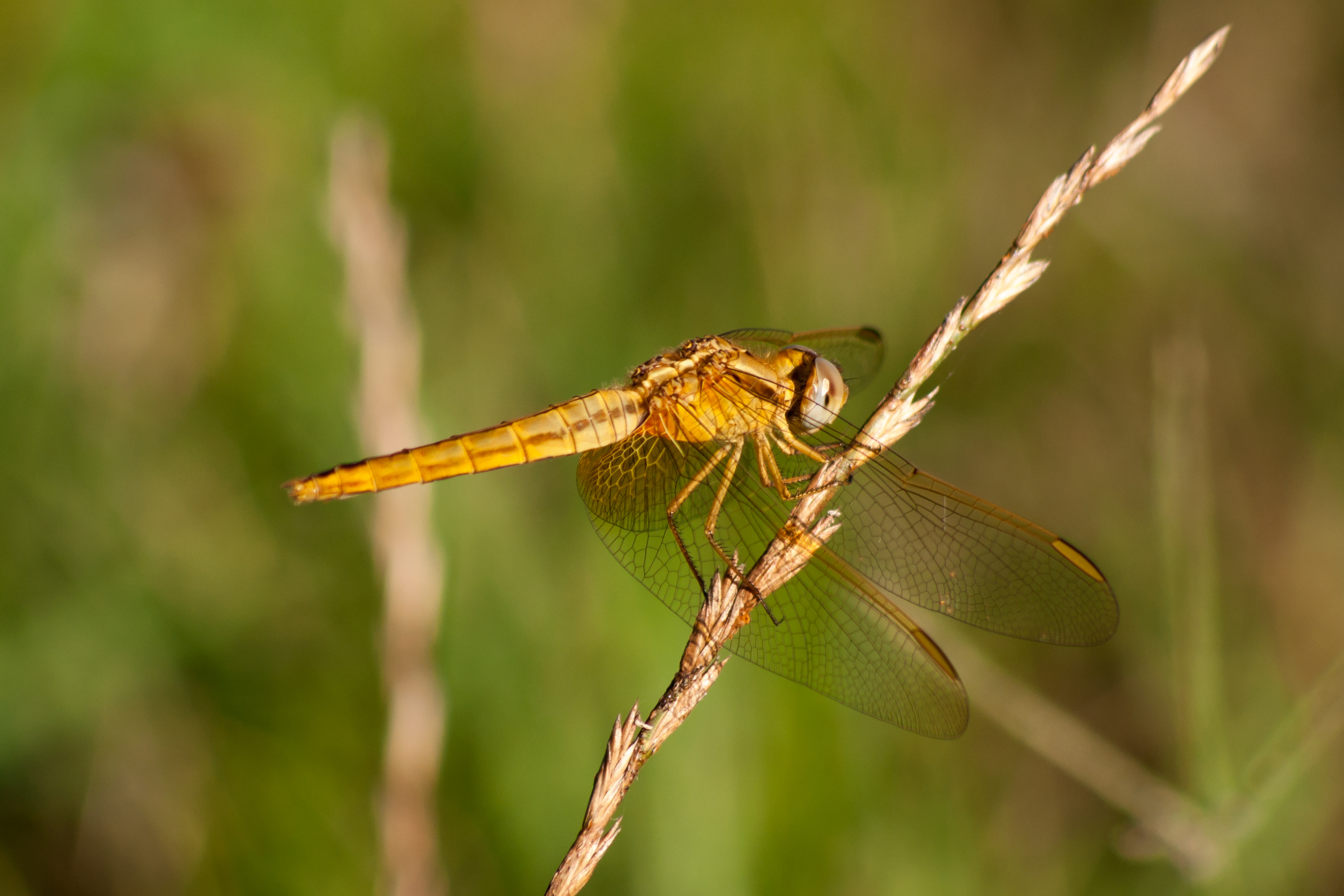 Dragonfly