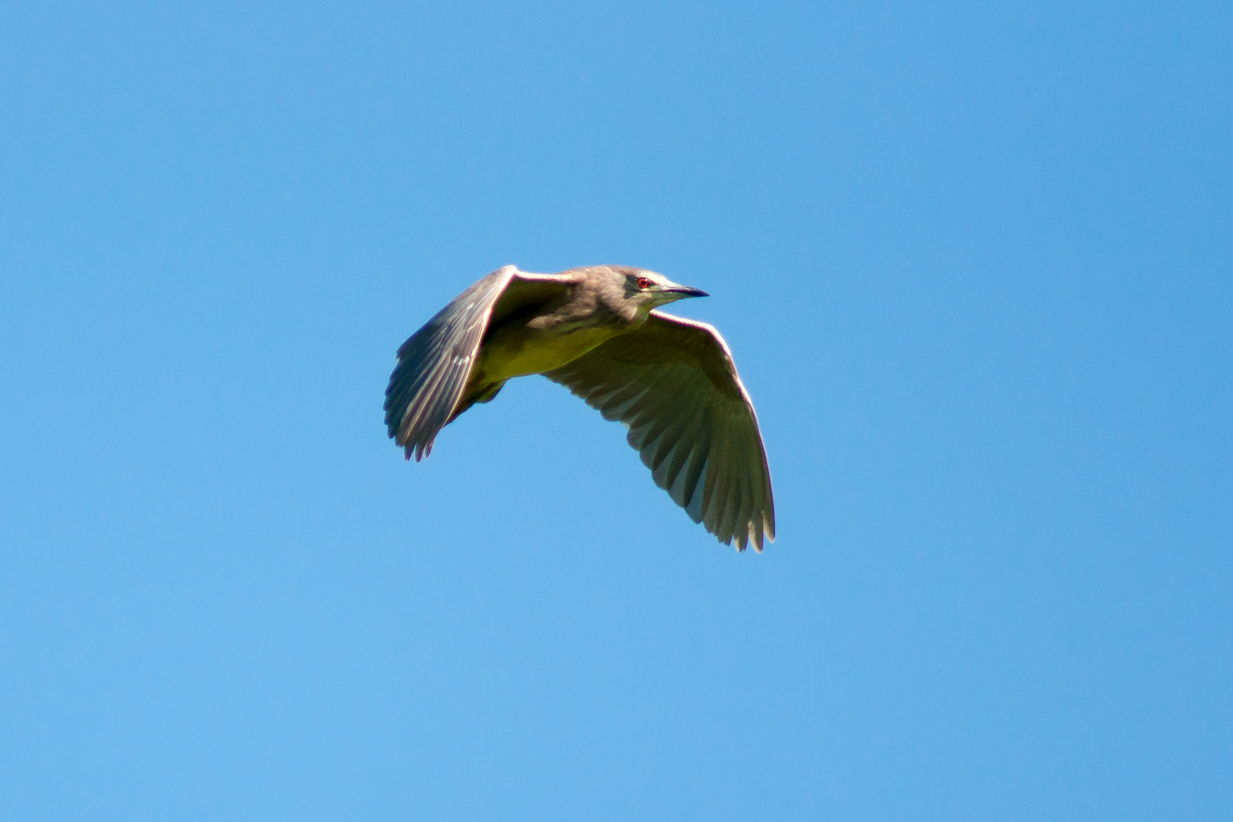 Night Heron